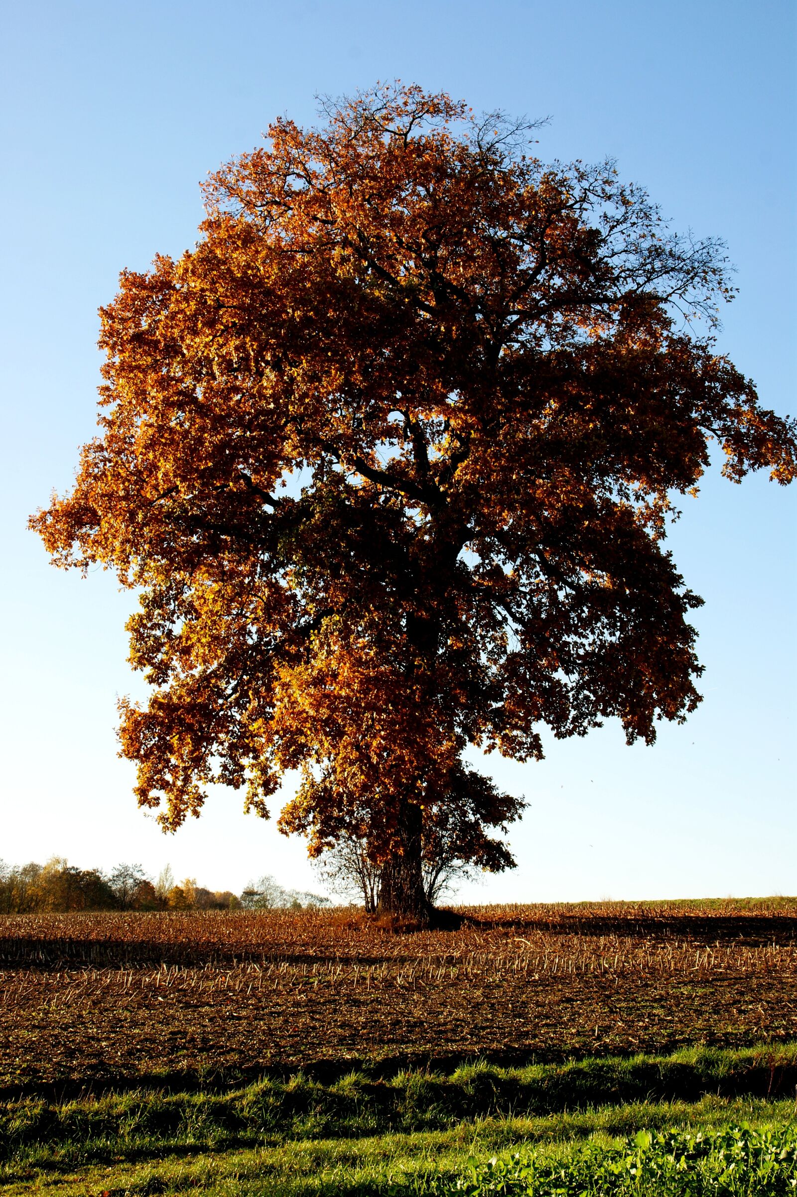 Sony Alpha DSLR-A350 sample photo. Tree, oak, landscape photography