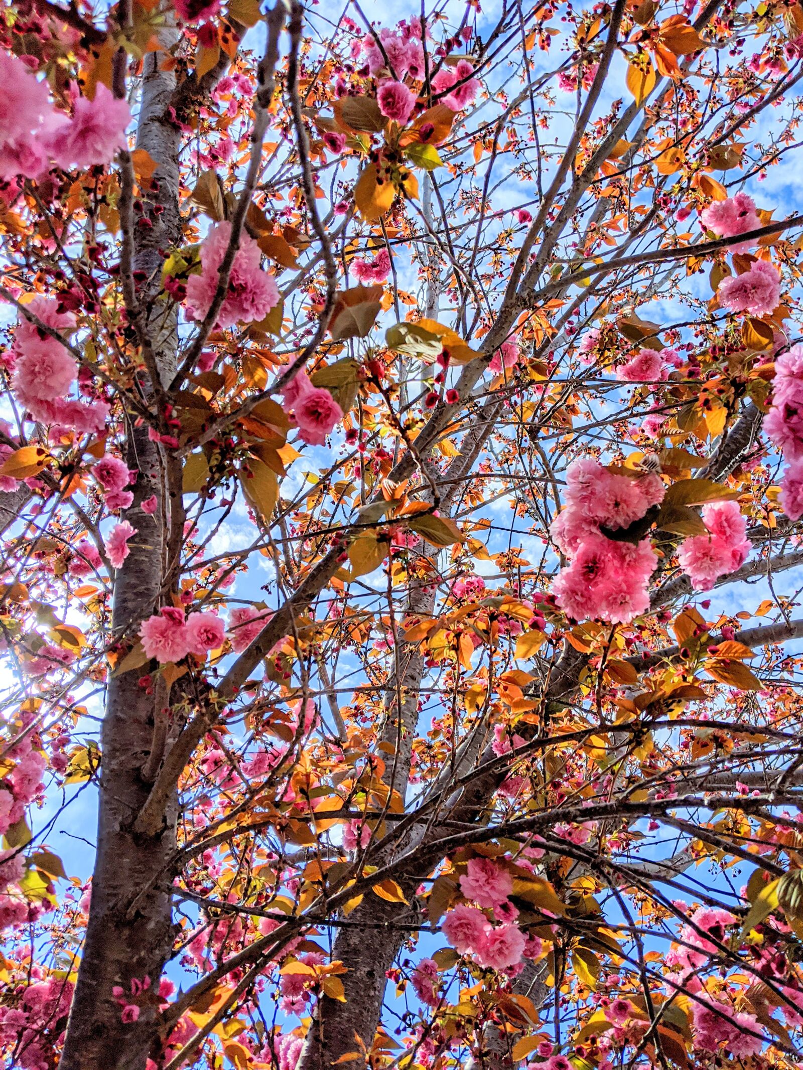 Google Pixel 3 XL sample photo. Cherry blossom tree, branches photography