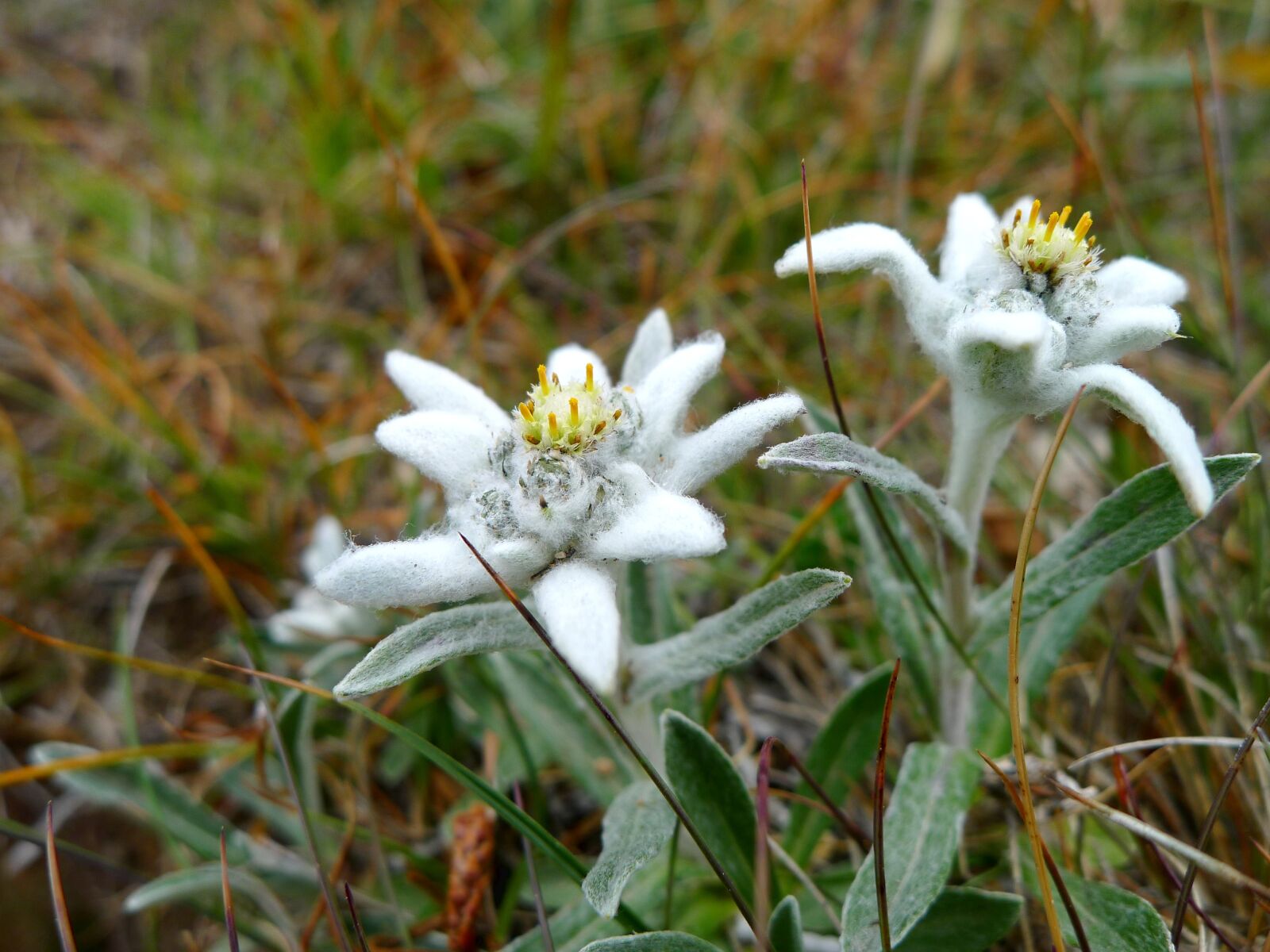 Panasonic Lumix DMC-LX5 sample photo. Edelweiss, plant, flowers photography