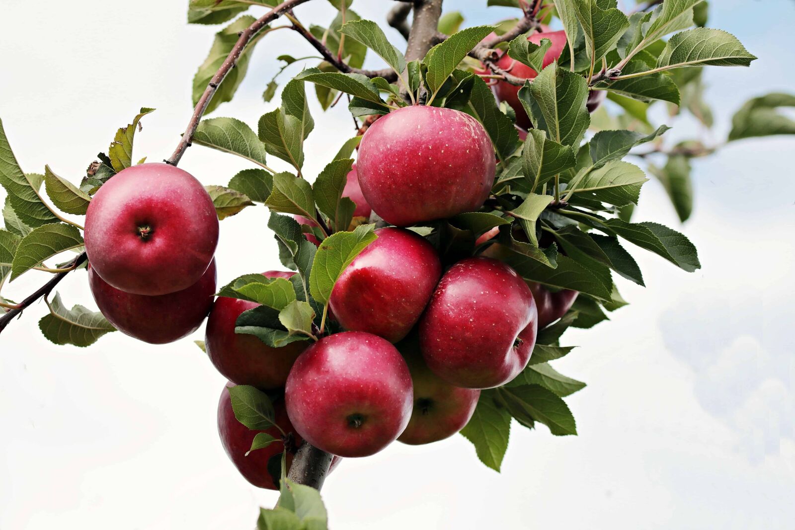 Canon EOS 80D sample photo. Orchard, fruit, leaf, red photography
