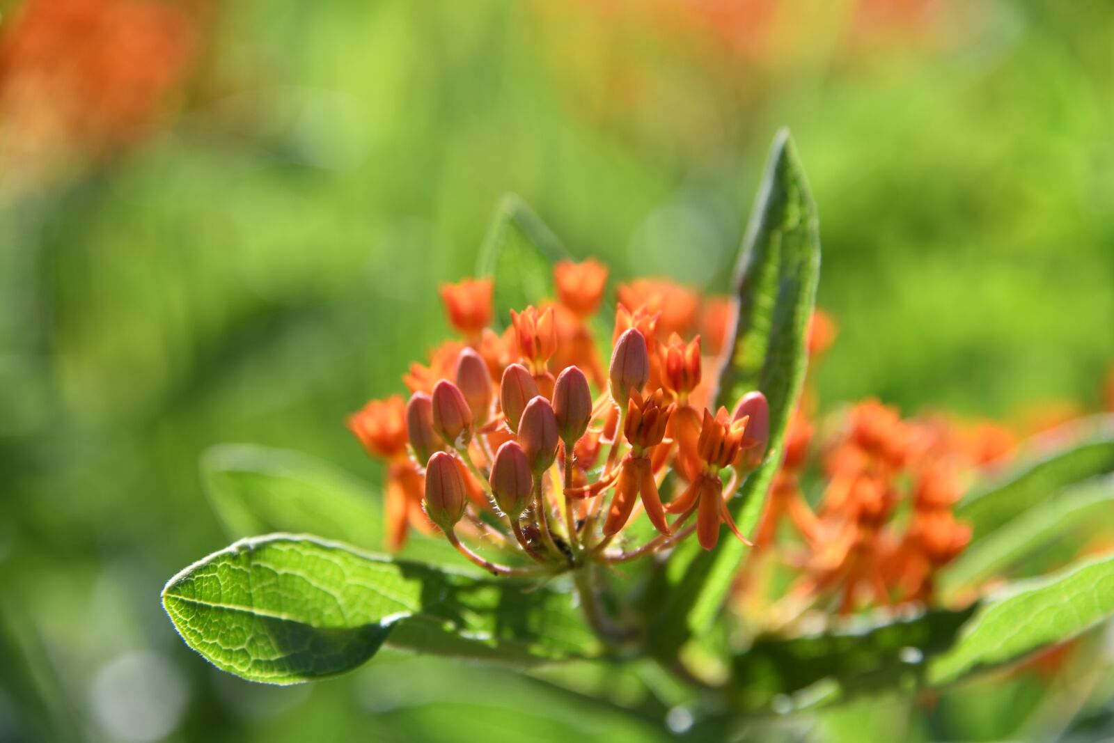 Nikon D850 sample photo. Butterfly weed, plant, flower photography