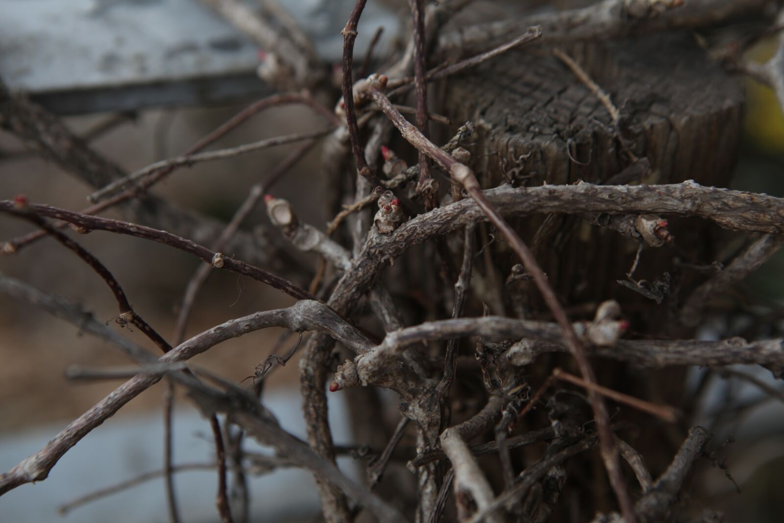 Canon EOS 5D Mark II sample photo. Nature, the bushes, wood photography