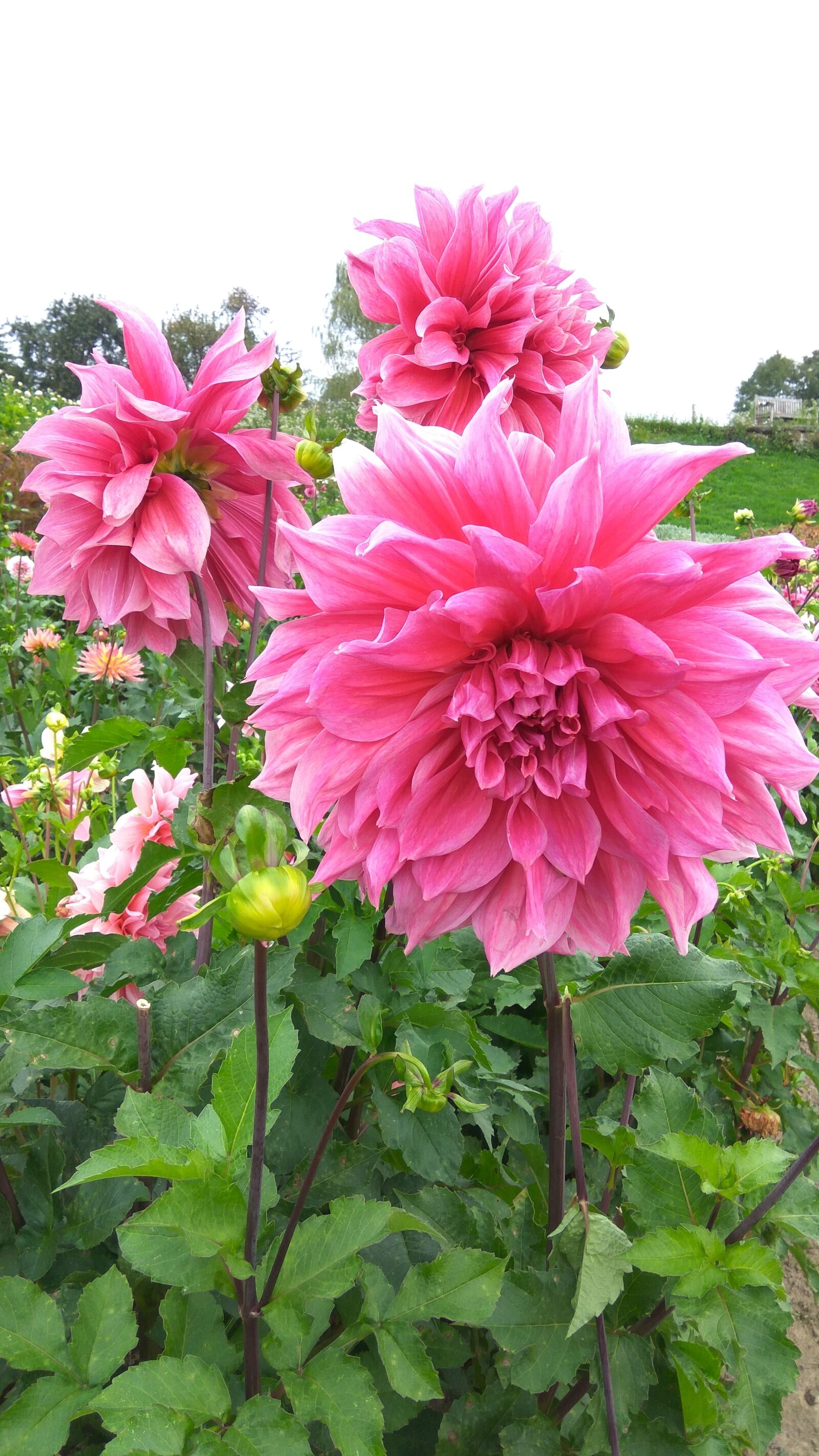 Xiaomi Redmi Note3 sample photo. Dahlia garden, blossom, bloom photography