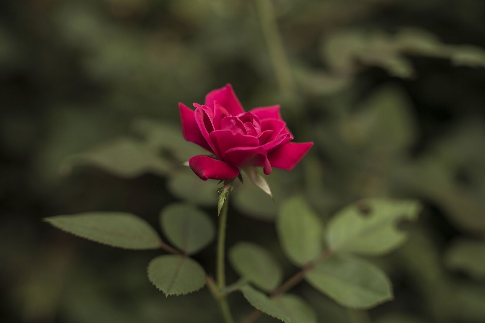 Canon EOS 6D sample photo. Rose, red, flower photography