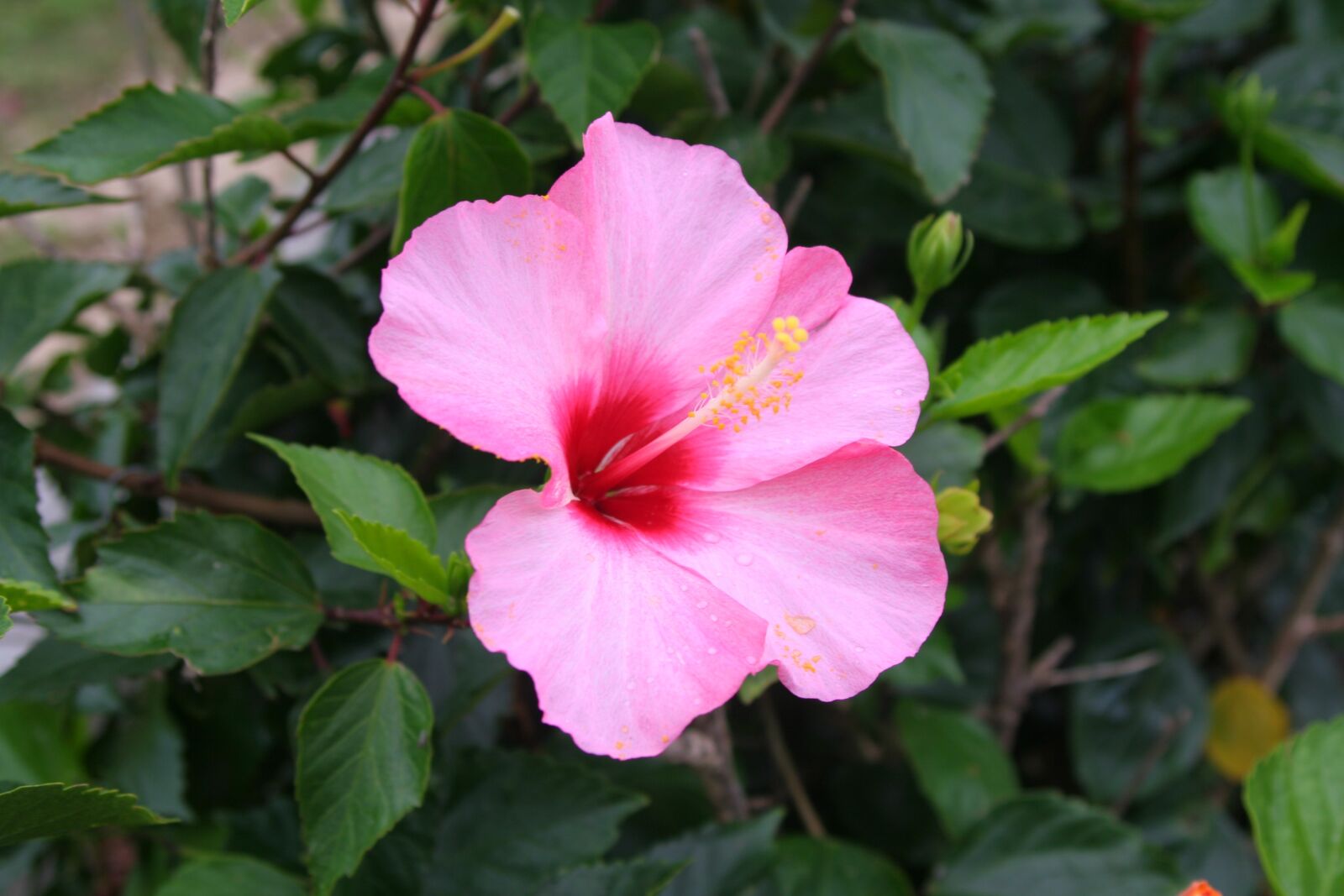 Canon EOS 350D (EOS Digital Rebel XT / EOS Kiss Digital N) sample photo. Hibiscus, pink, refreshing photography