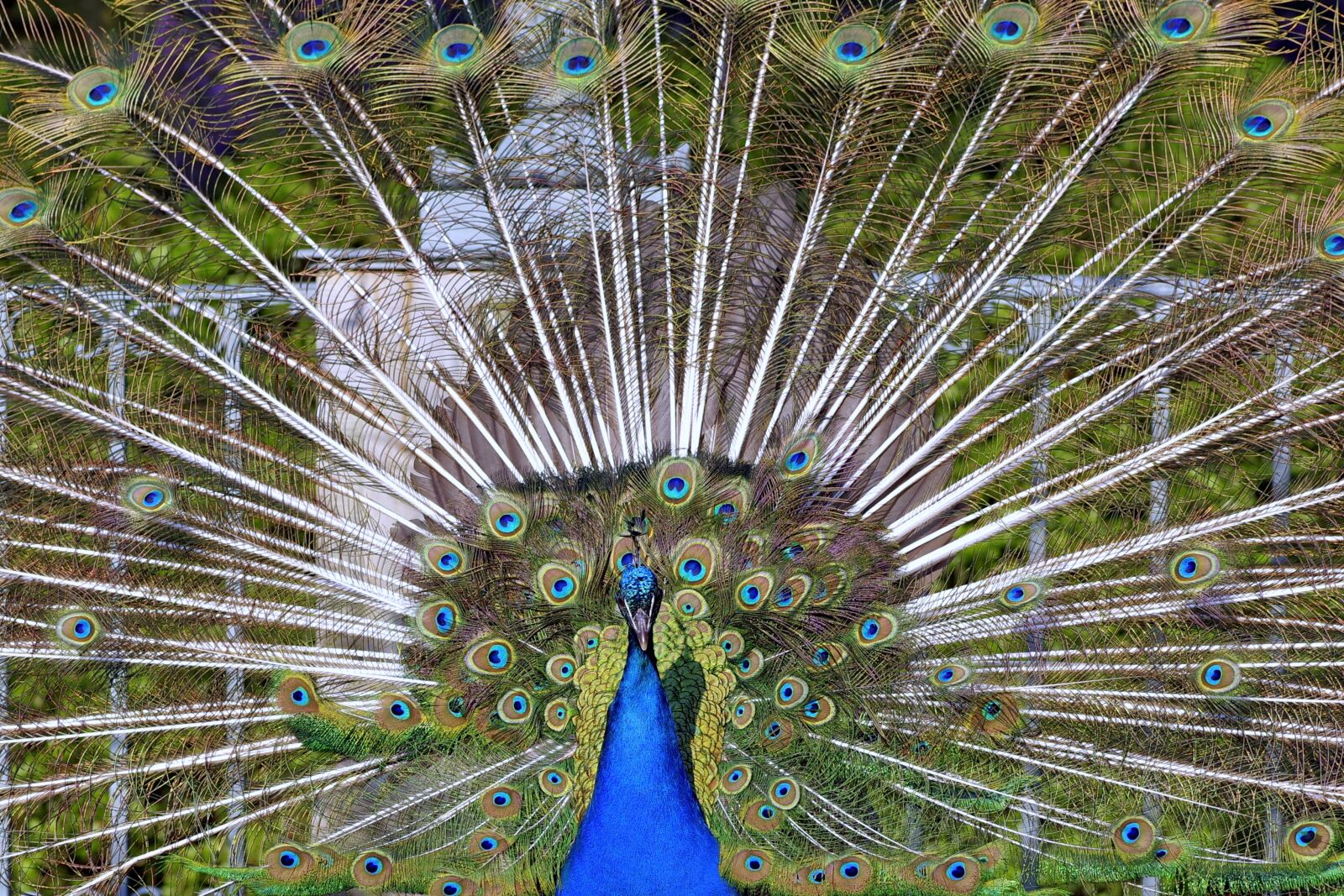 Pentax K-S2 sample photo. Peacock, tail, directly photography