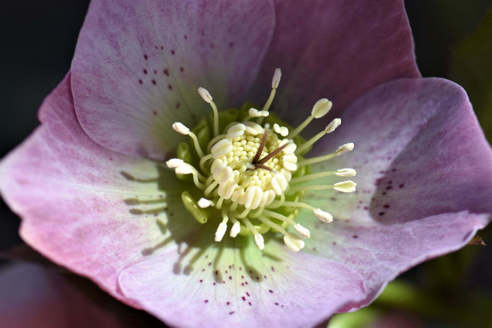 Nikon D5500 sample photo. Christmas rose, flower, blossom photography