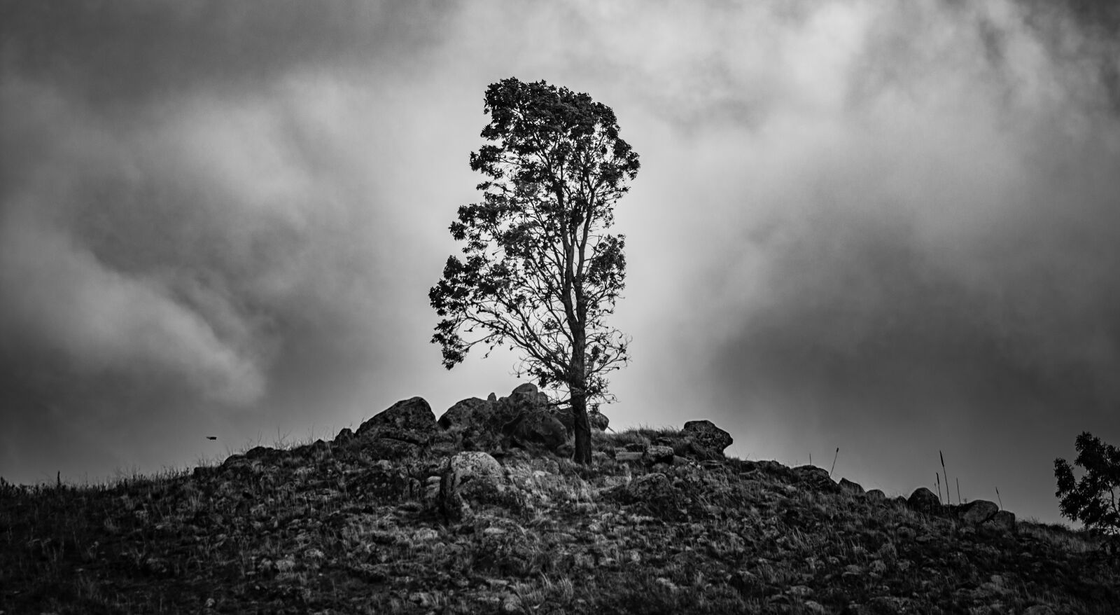 Nikon D7200 sample photo. Tree, hill, nature photography