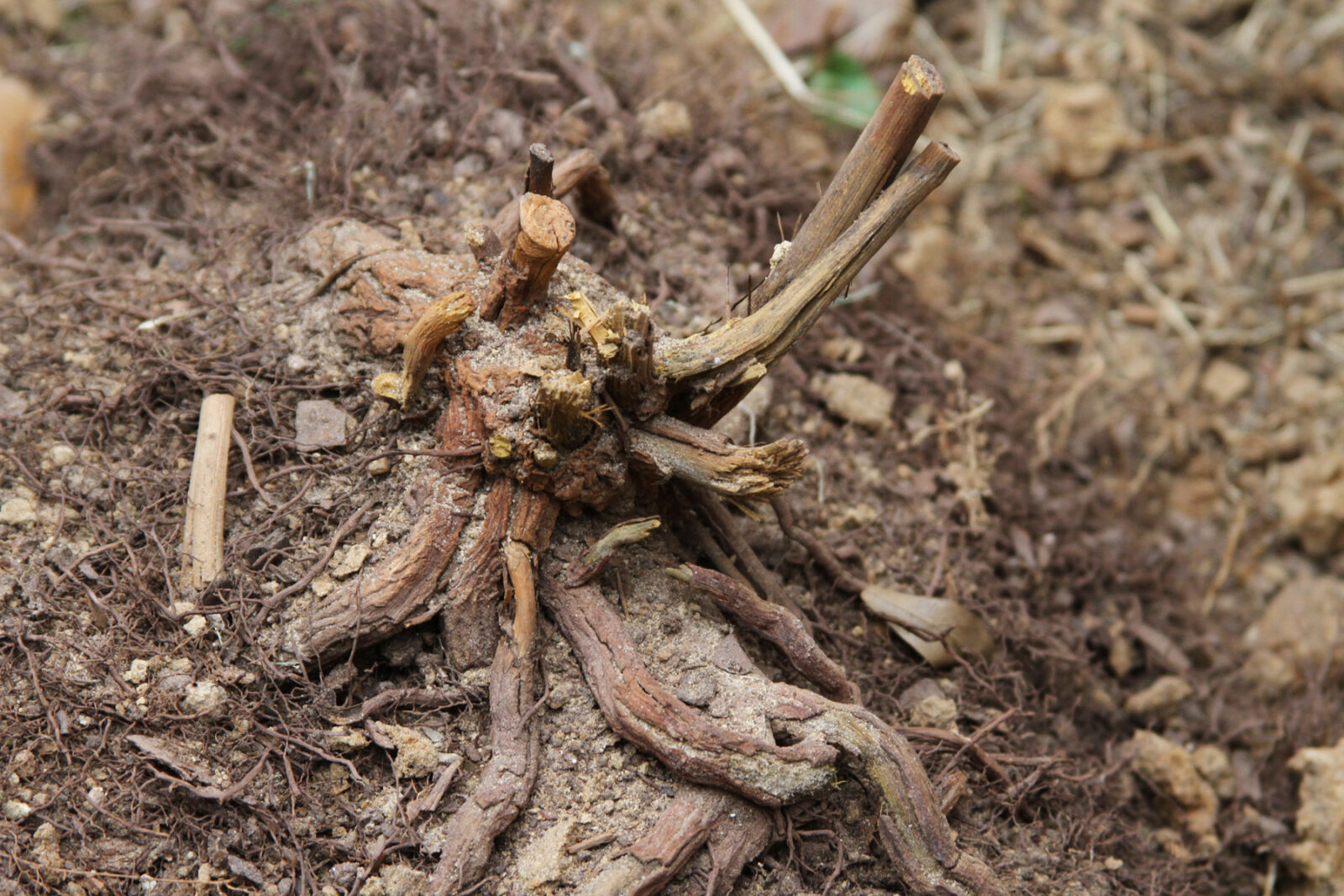 Canon EF 28-135mm F3.5-5.6 IS USM sample photo. Roots photography