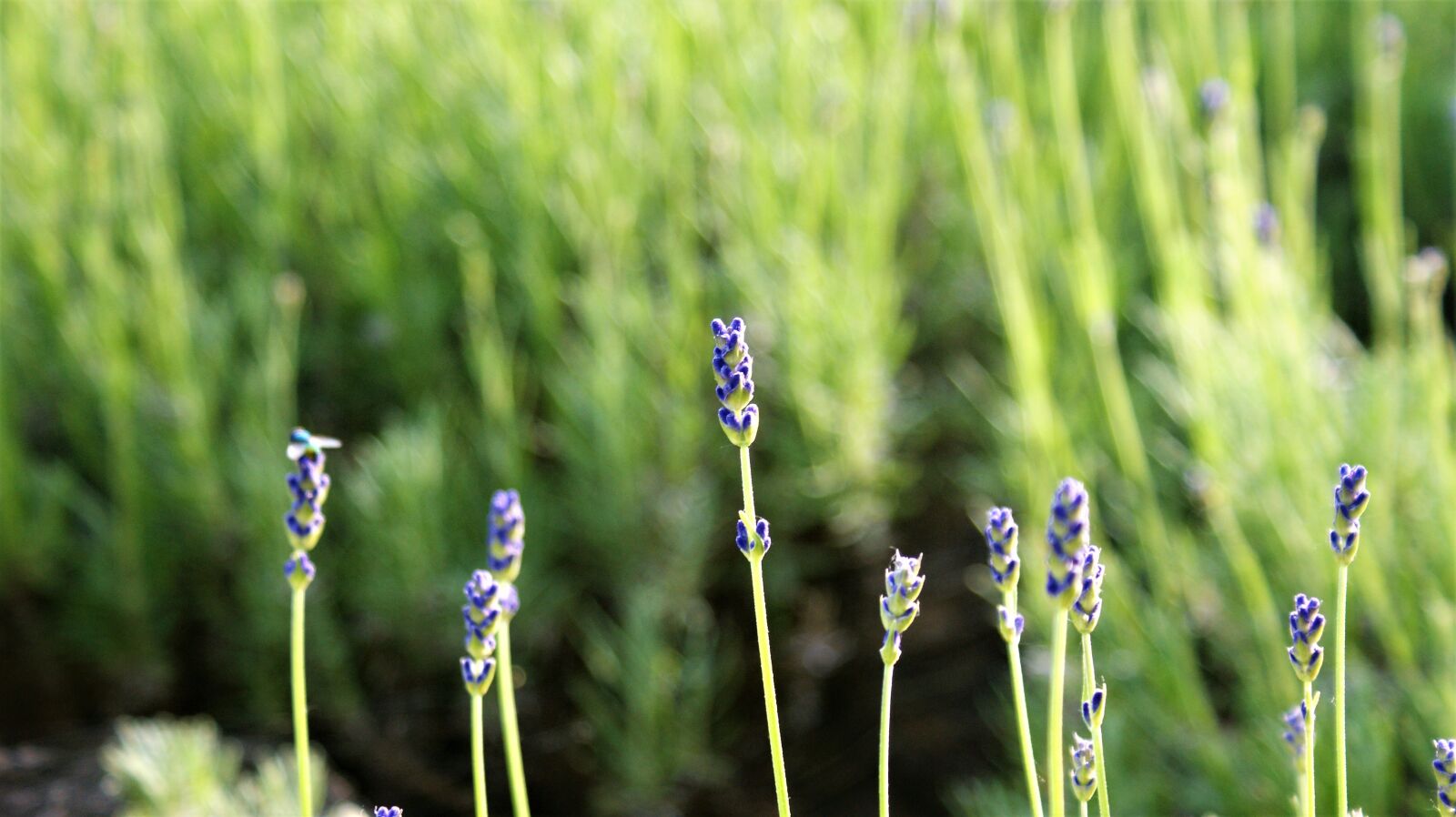 Sony Alpha DSLR-A350 sample photo. Lavender, row, nature photography