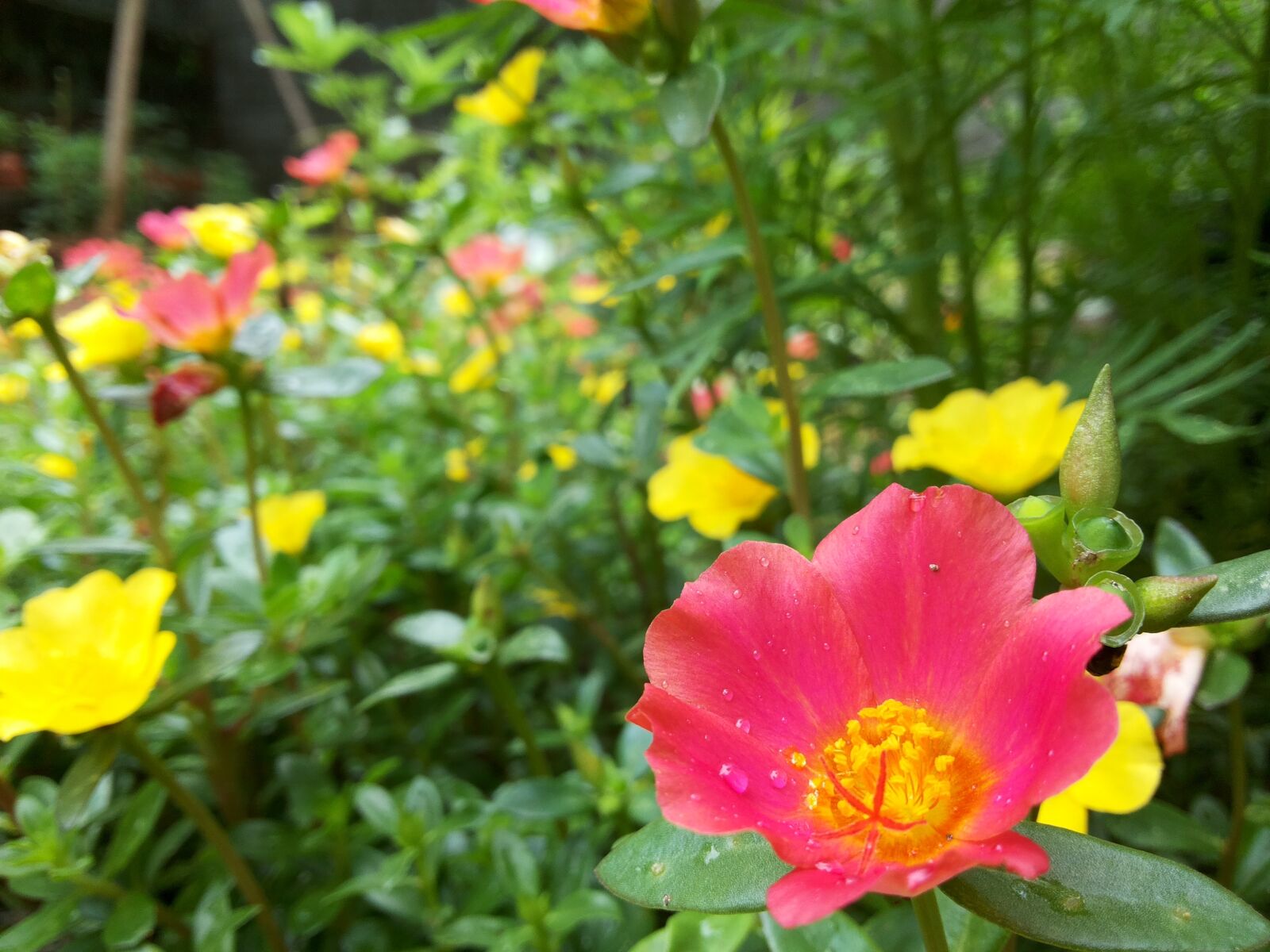Samsung Galaxy Grand Duos sample photo. Flower, red, yellow photography