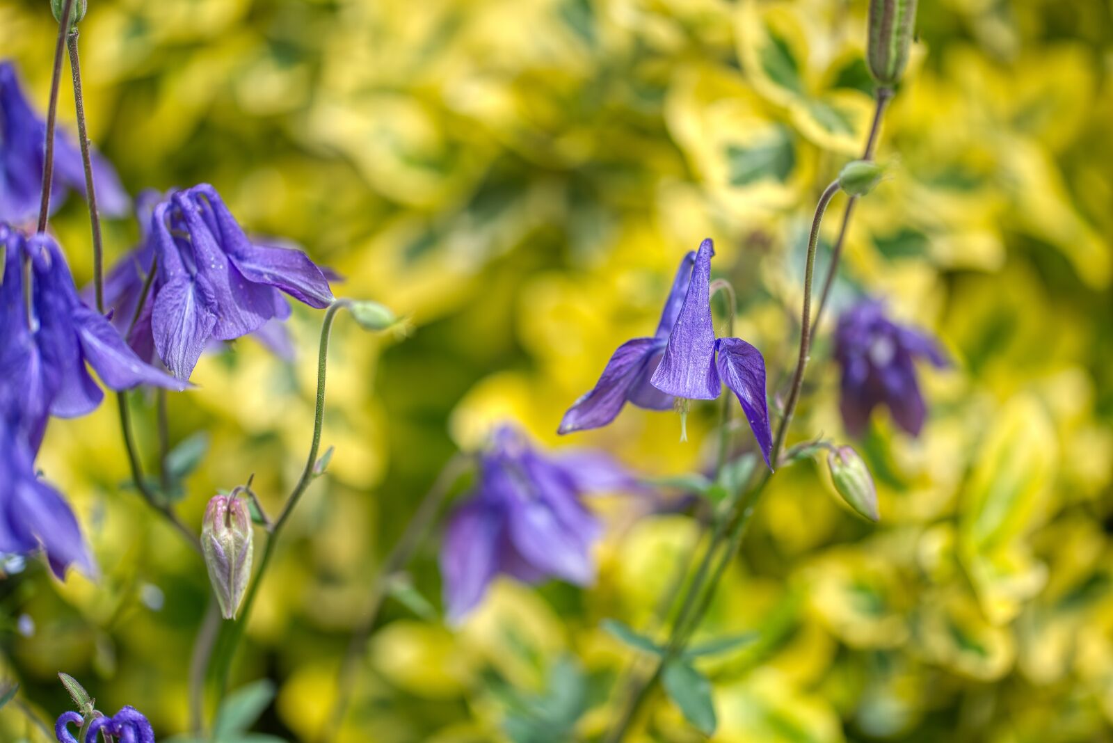 Nikon D750 sample photo. Columbine, violet, yellow photography