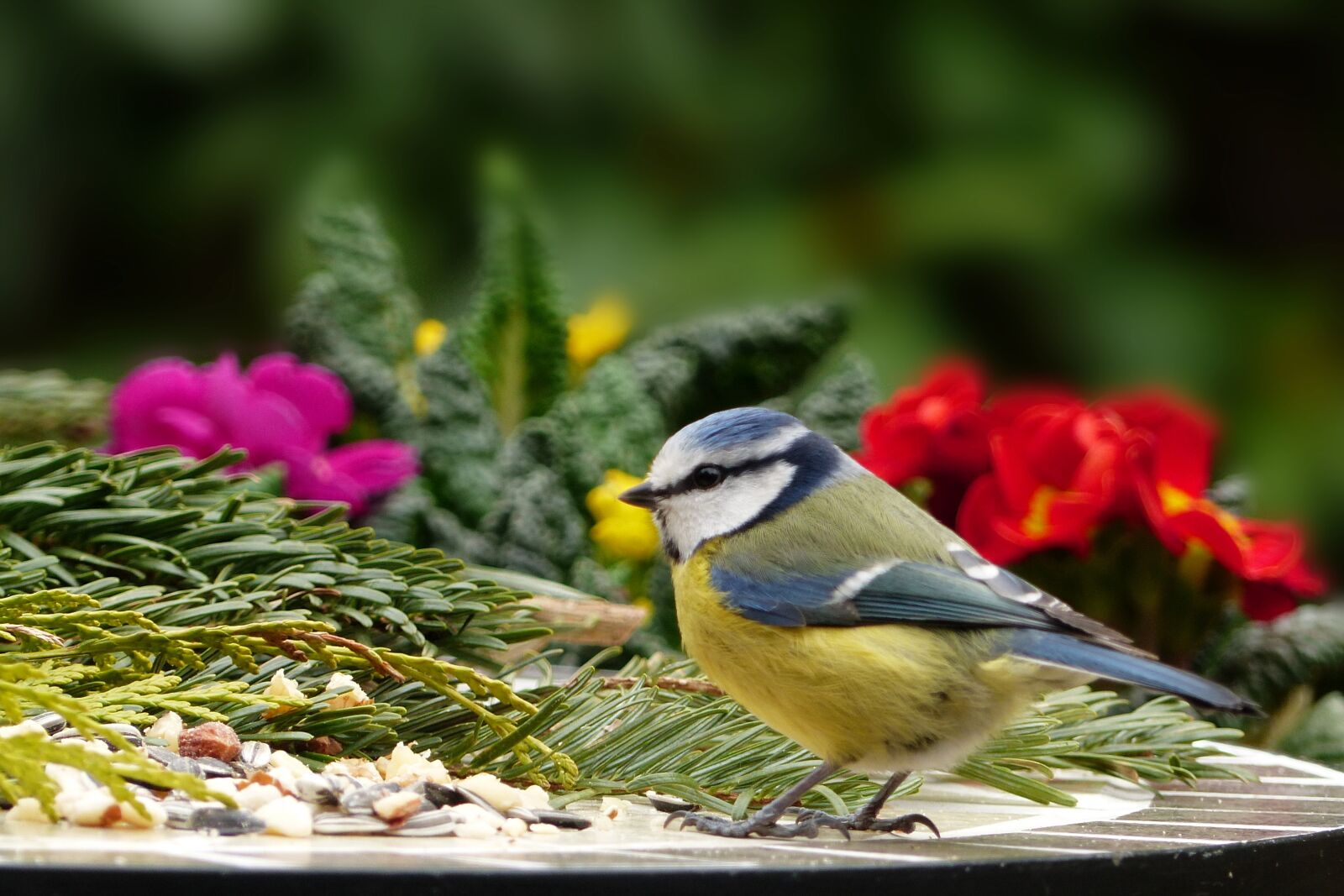 Panasonic Lumix DMC-FZ200 sample photo. Animal, bird, tit photography