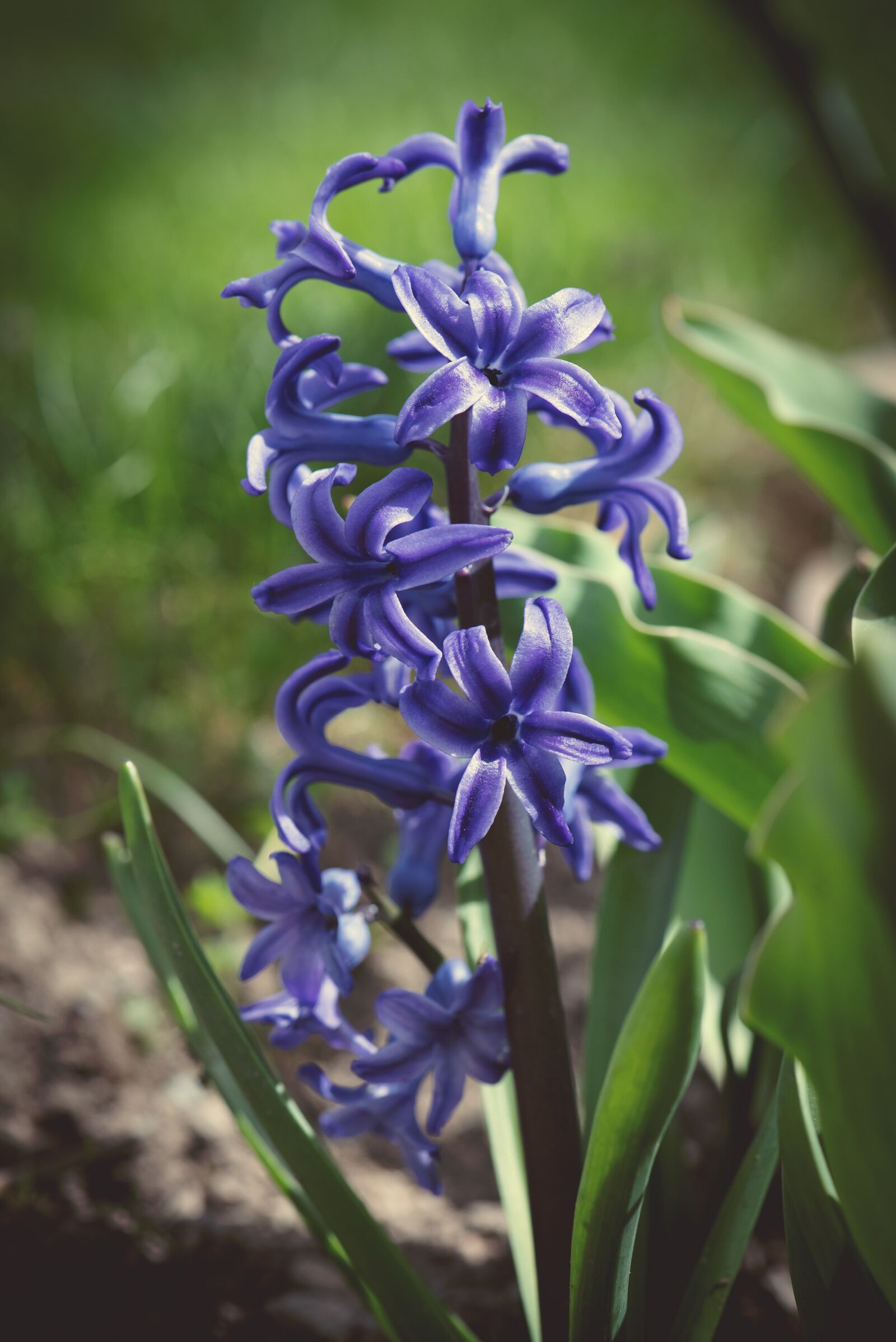 Nikon D750 sample photo. Hyacinth, blue, flower photography