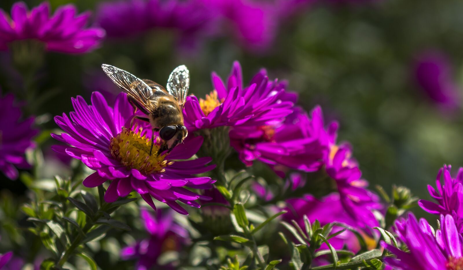 smc PENTAX-FA 28-80mm F3.5-5.6 sample photo. Mist bee, hoverfly, aster photography