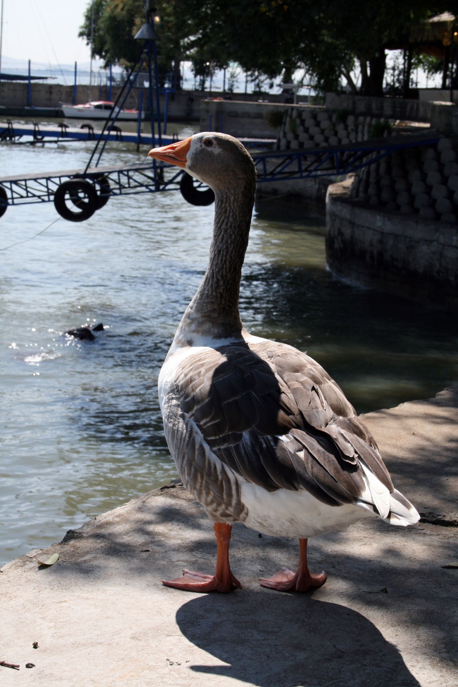 Canon EOS 400D (EOS Digital Rebel XTi / EOS Kiss Digital X) sample photo. Goose, bird, geese photography