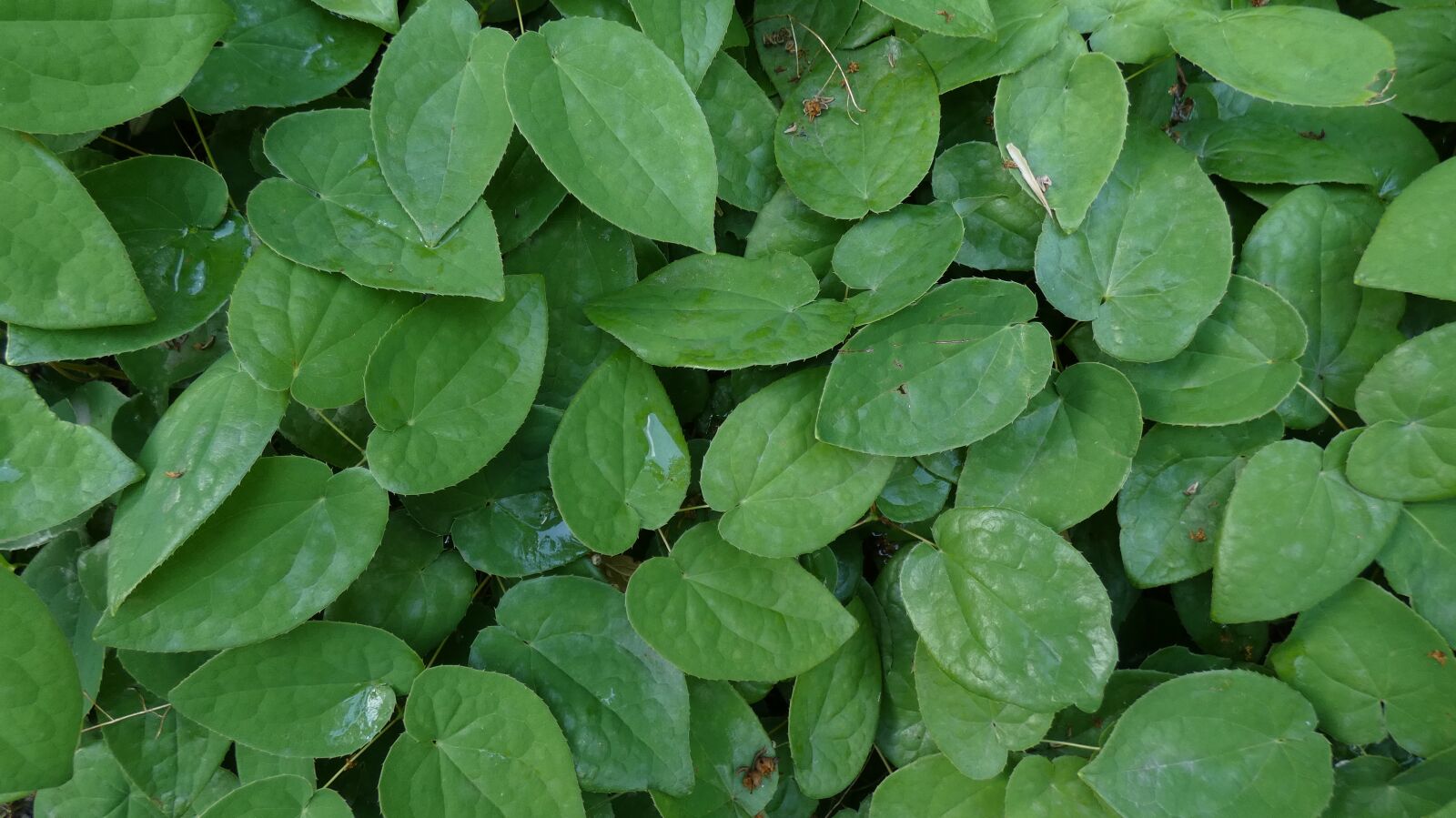 Panasonic DC-FZ83 sample photo. Leaves, green, garden photography