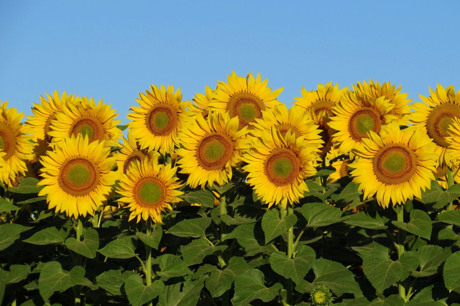 Canon PowerShot SX50 HS sample photo. Sunflower, bright, sunny photography
