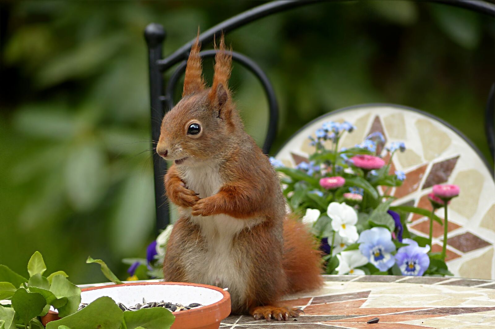 Panasonic Lumix DMC-FZ200 sample photo. Animal, rodent, squirrel photography