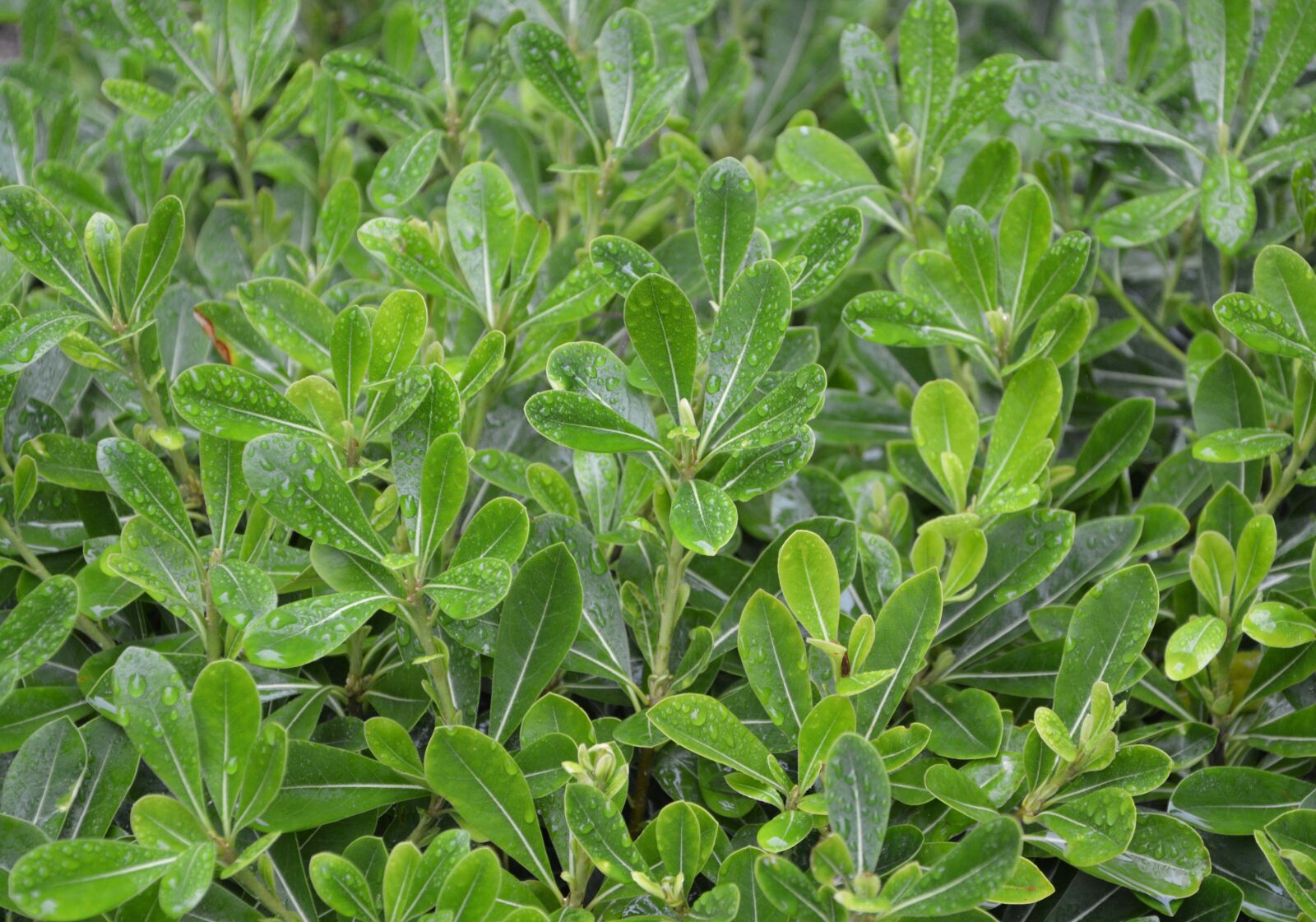 Nikon D5200 sample photo. Green plants, leaves, color photography