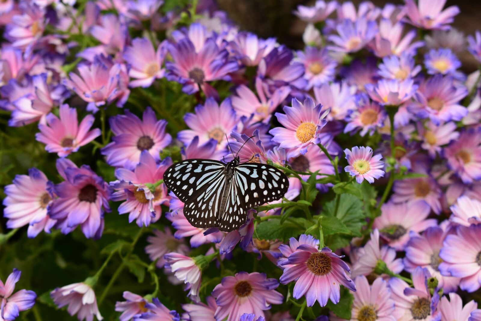 Nikon D5600 sample photo. Butterfly, japan, spring photography