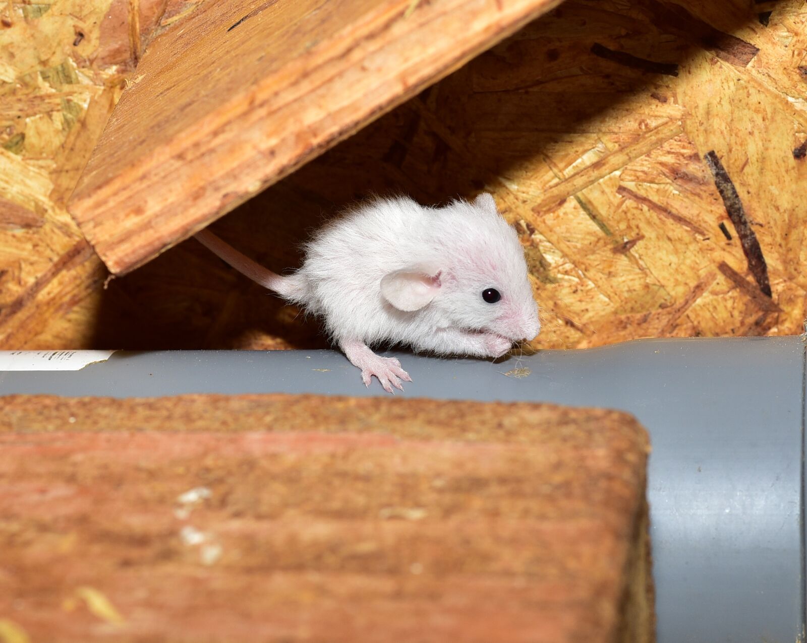 Nikon D750 sample photo. Rat, rodent, furry photography
