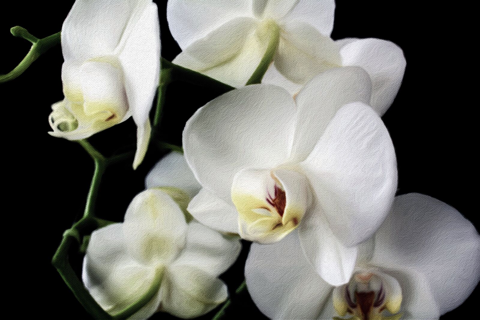 Nikon D7100 sample photo. Orchid, flower, bloom photography