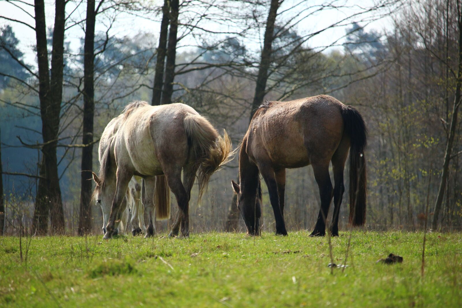 Canon EOS 100D (EOS Rebel SL1 / EOS Kiss X7) sample photo. Horse, mold, meadow photography