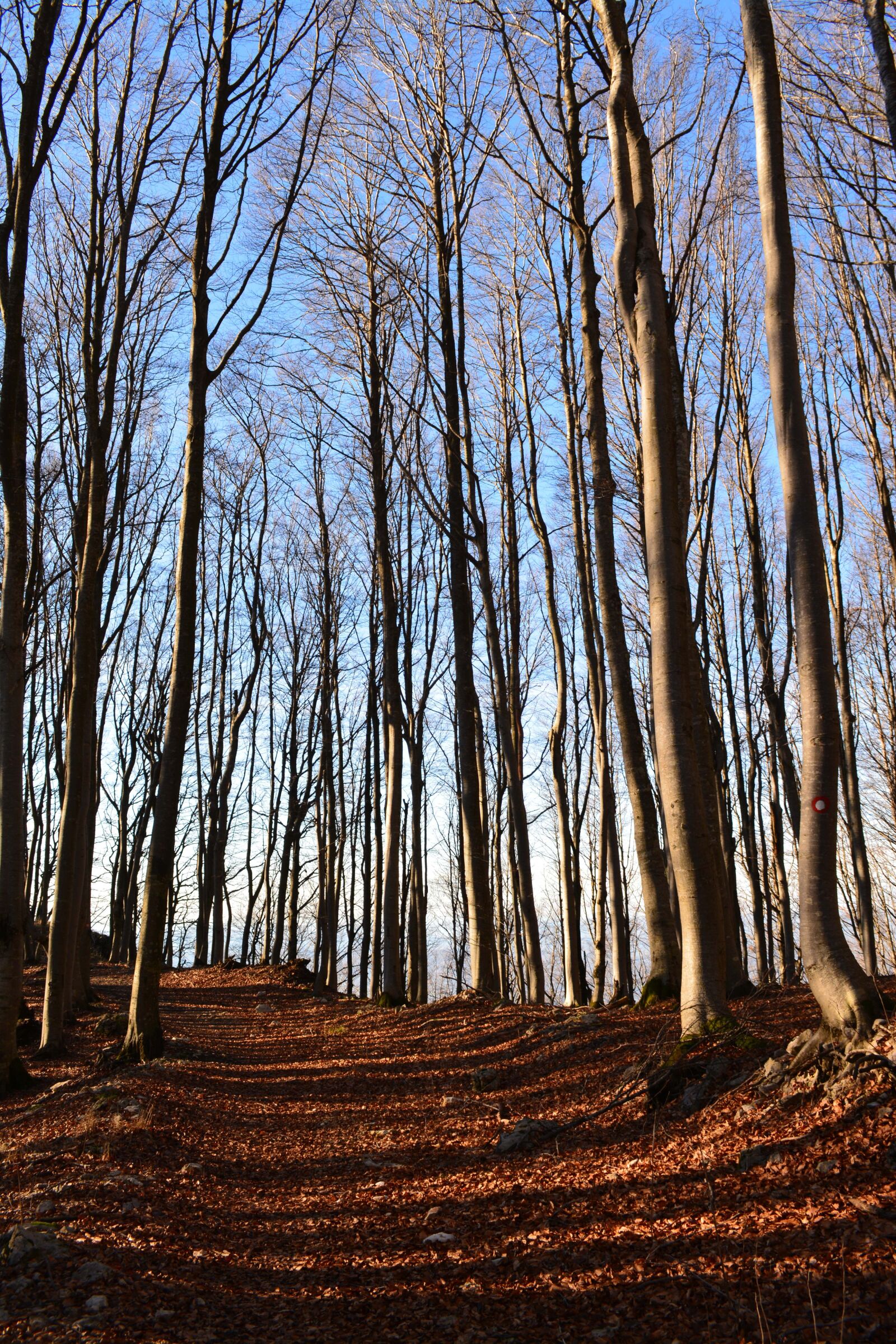 Nikon D5200 sample photo. Wood, trees, forest photography