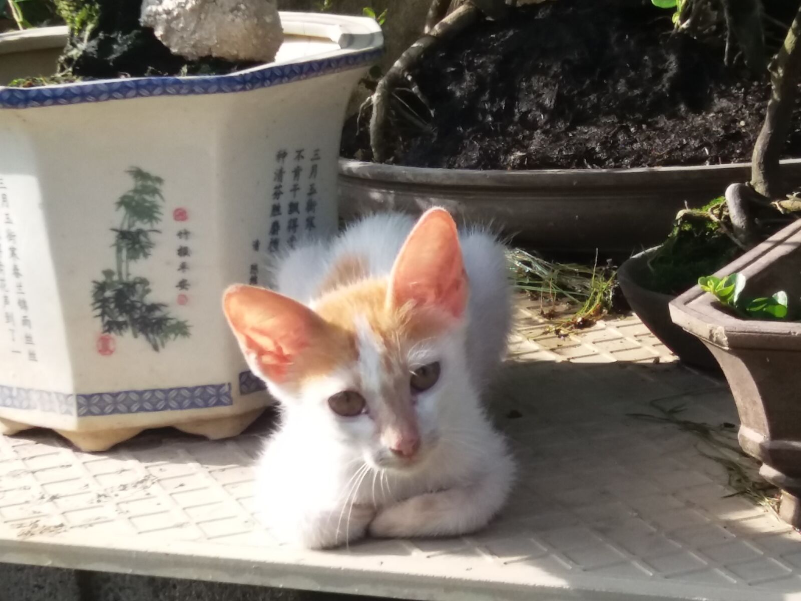 Samsung Galaxy J5 sample photo. Cat photography
