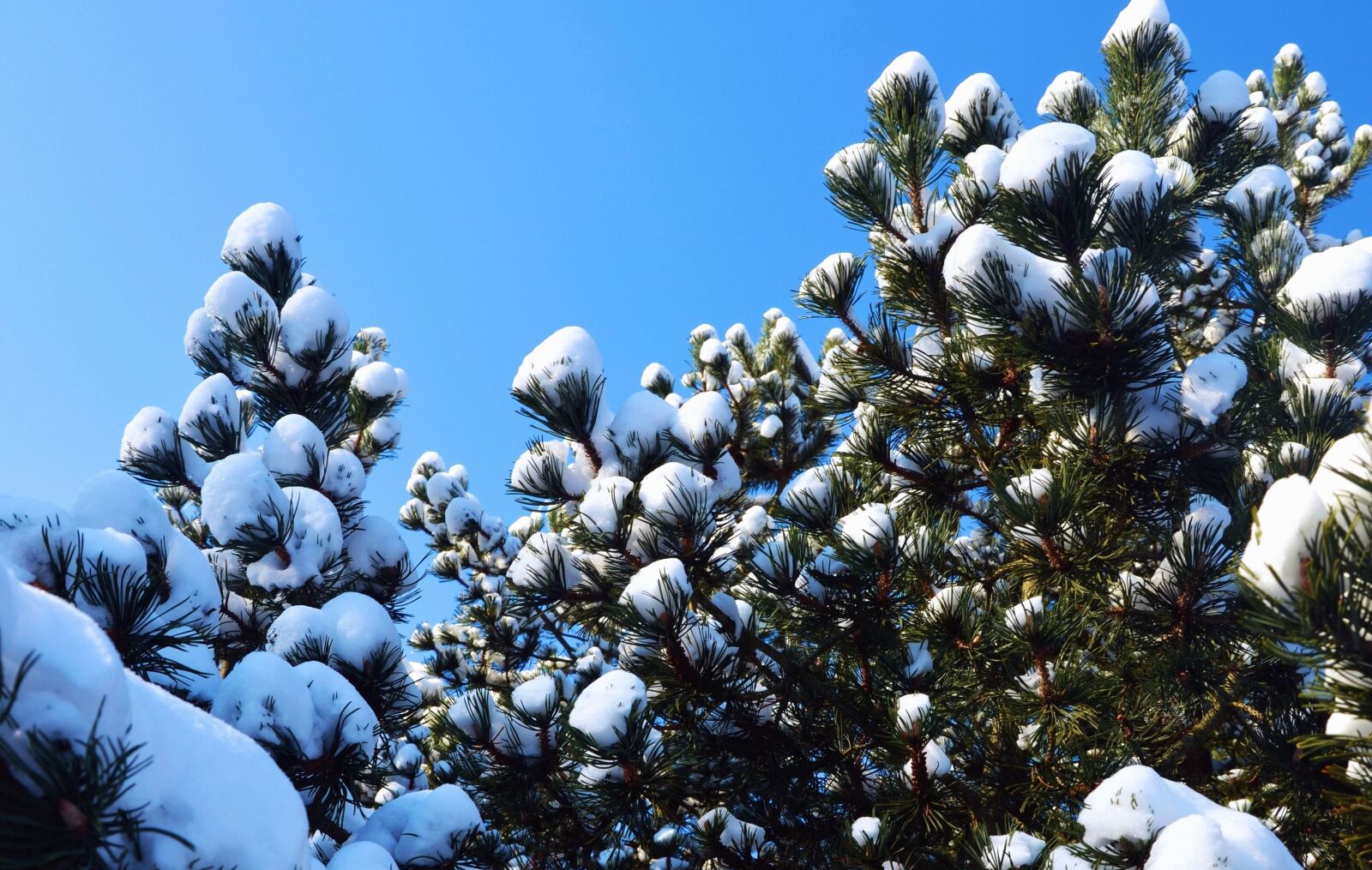 Nikon D5100 sample photo. Pine, snow, tree, branch photography