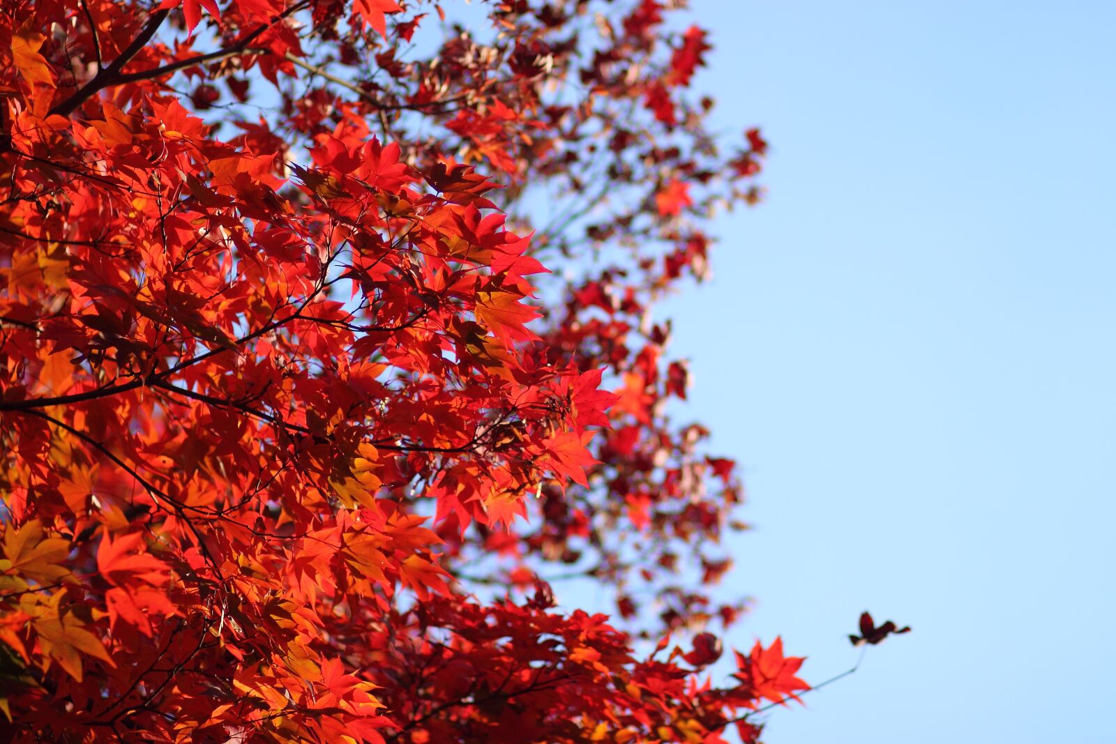 Canon EOS 500D (EOS Rebel T1i / EOS Kiss X3) sample photo. Autumn, autumn leaves, sky photography
