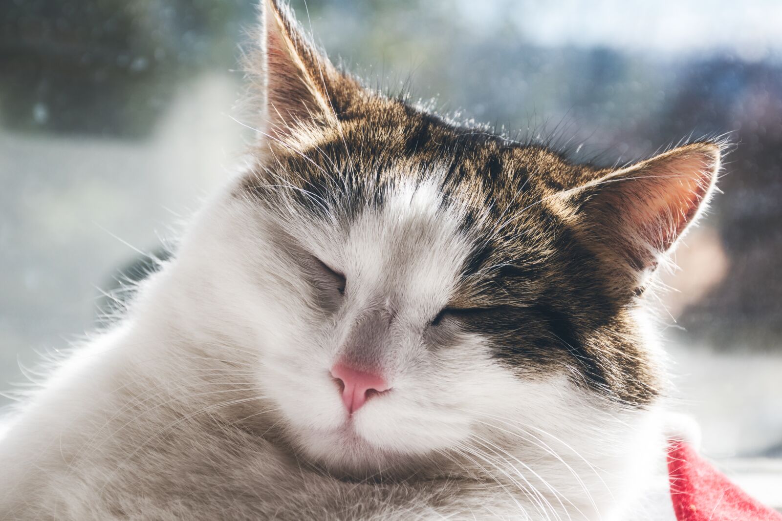 Nikon D5600 sample photo. Cat, sweet, pet photography