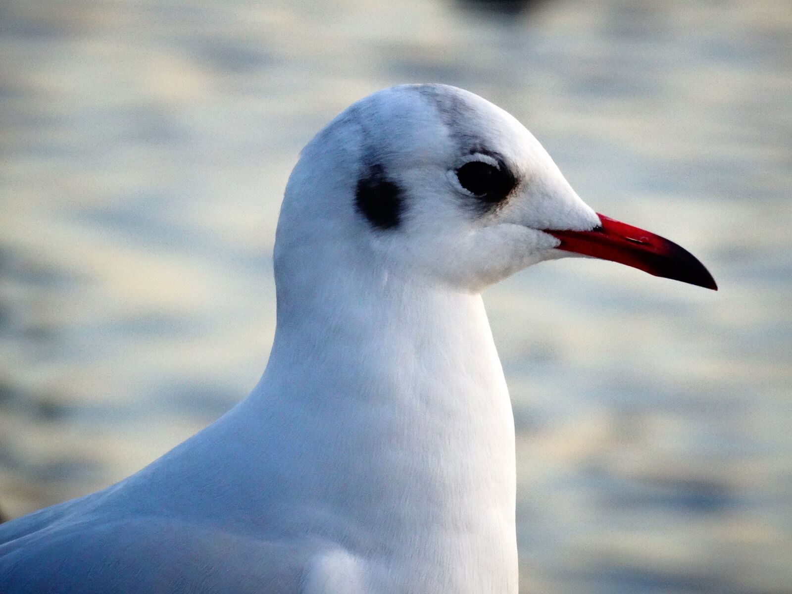 Sony Cyber-shot DSC-HX50V sample photo. Seagull, bird, water bird photography