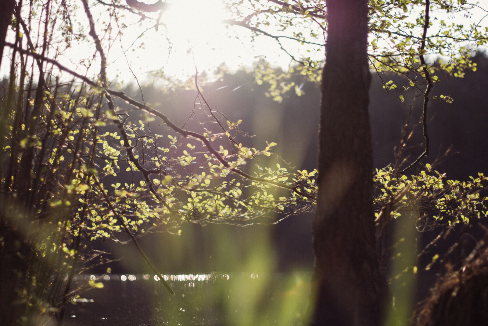 Nikon D60 sample photo. Forrest, kuznik, lake, landscape photography