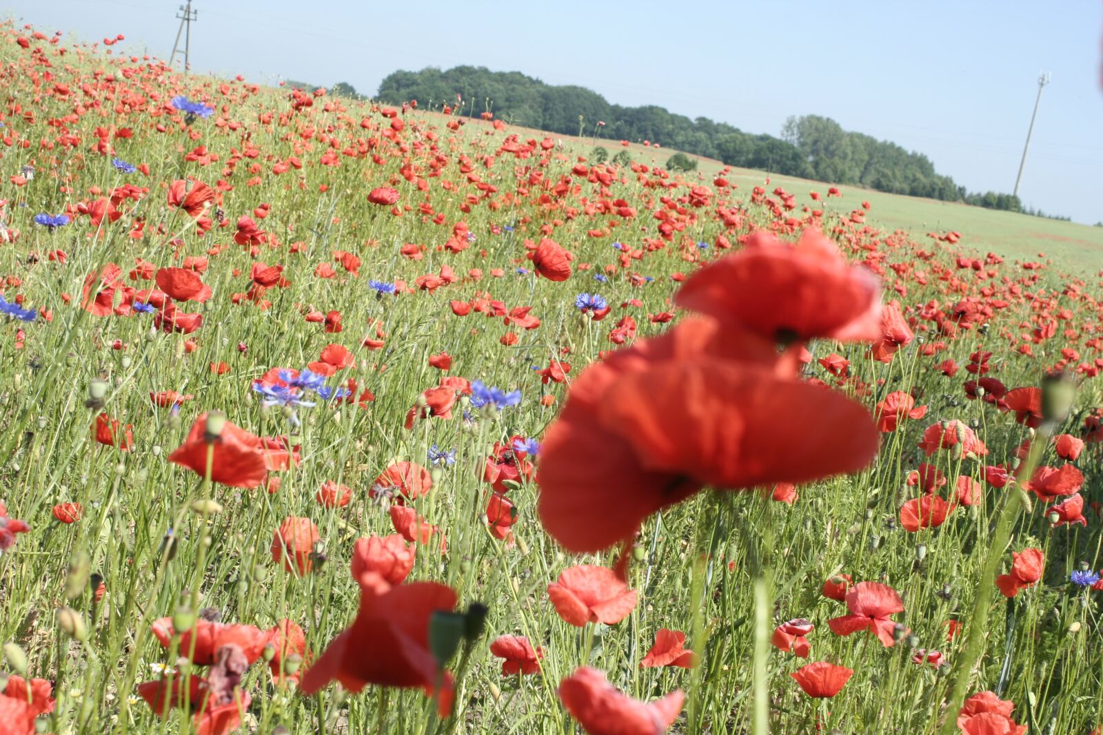 Canon EOS 350D (EOS Digital Rebel XT / EOS Kiss Digital N) sample photo. Poppy, field, meadow photography