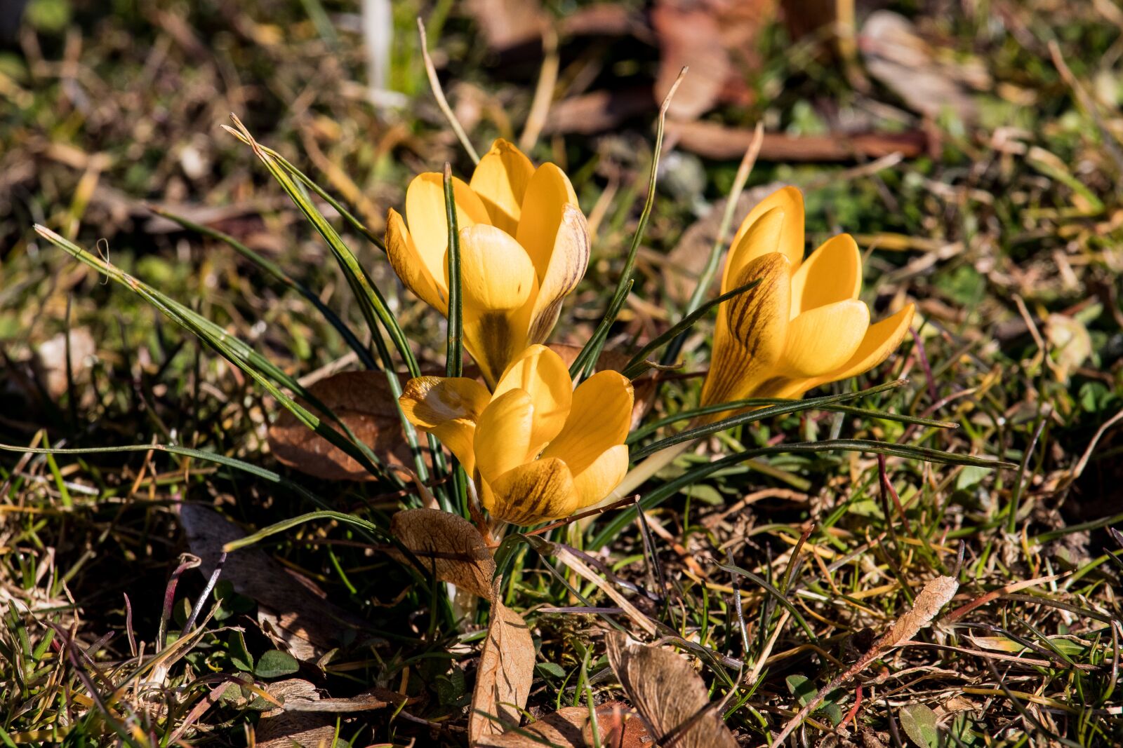 Canon EF-S 55-250mm F4-5.6 IS STM sample photo. Crocus, flower, plant photography