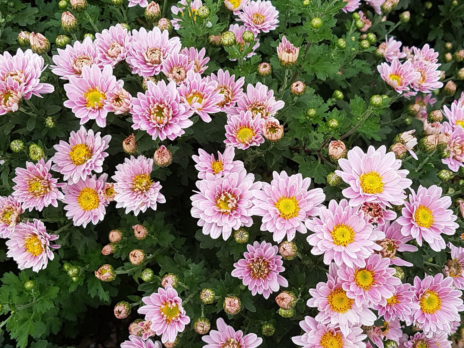 Samsung Galaxy S7 sample photo. Autumn, chrysanthemum, flowers photography