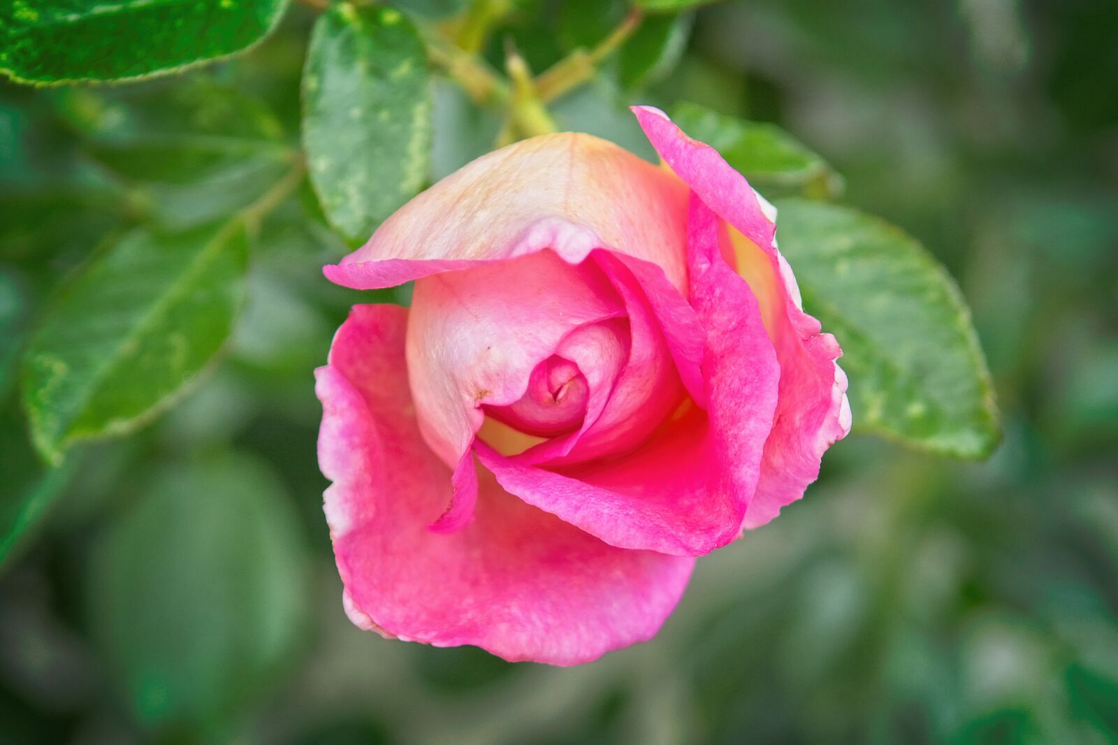 Nikon D7100 sample photo. Rose bloom, pink, blossom photography