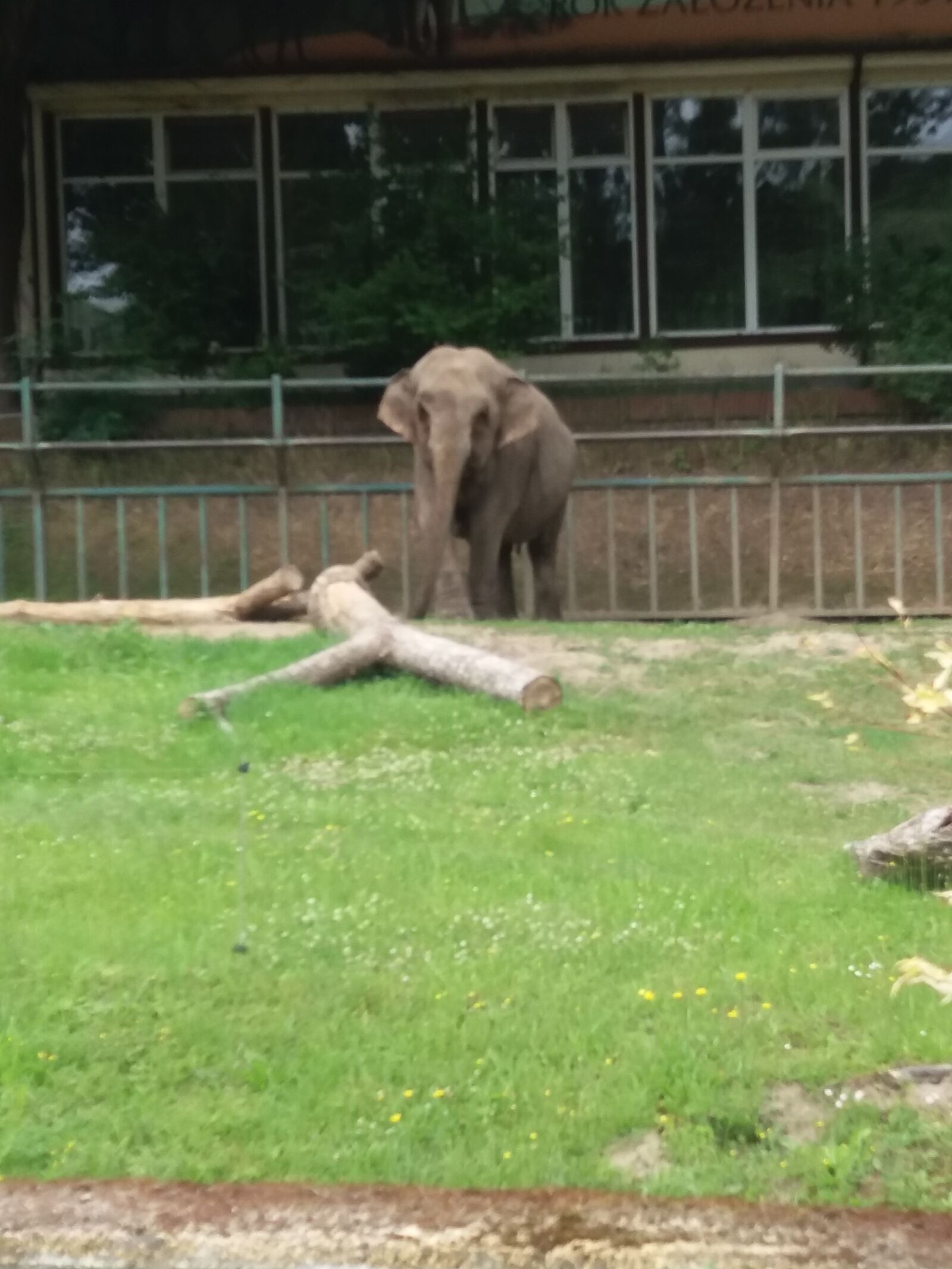 Samsung Galaxy J5 sample photo. Elephant, zoo, mammals photography