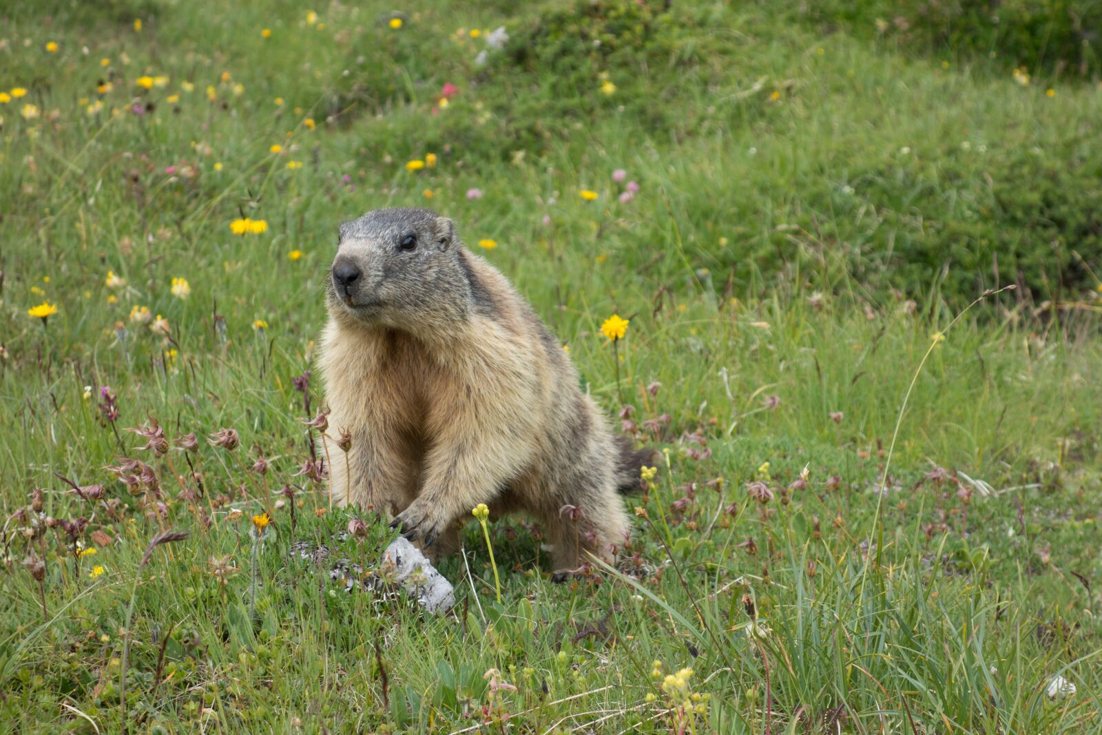 Sony Cyber-shot DSC-RX100 sample photo. Marmot, alpine, rodent photography