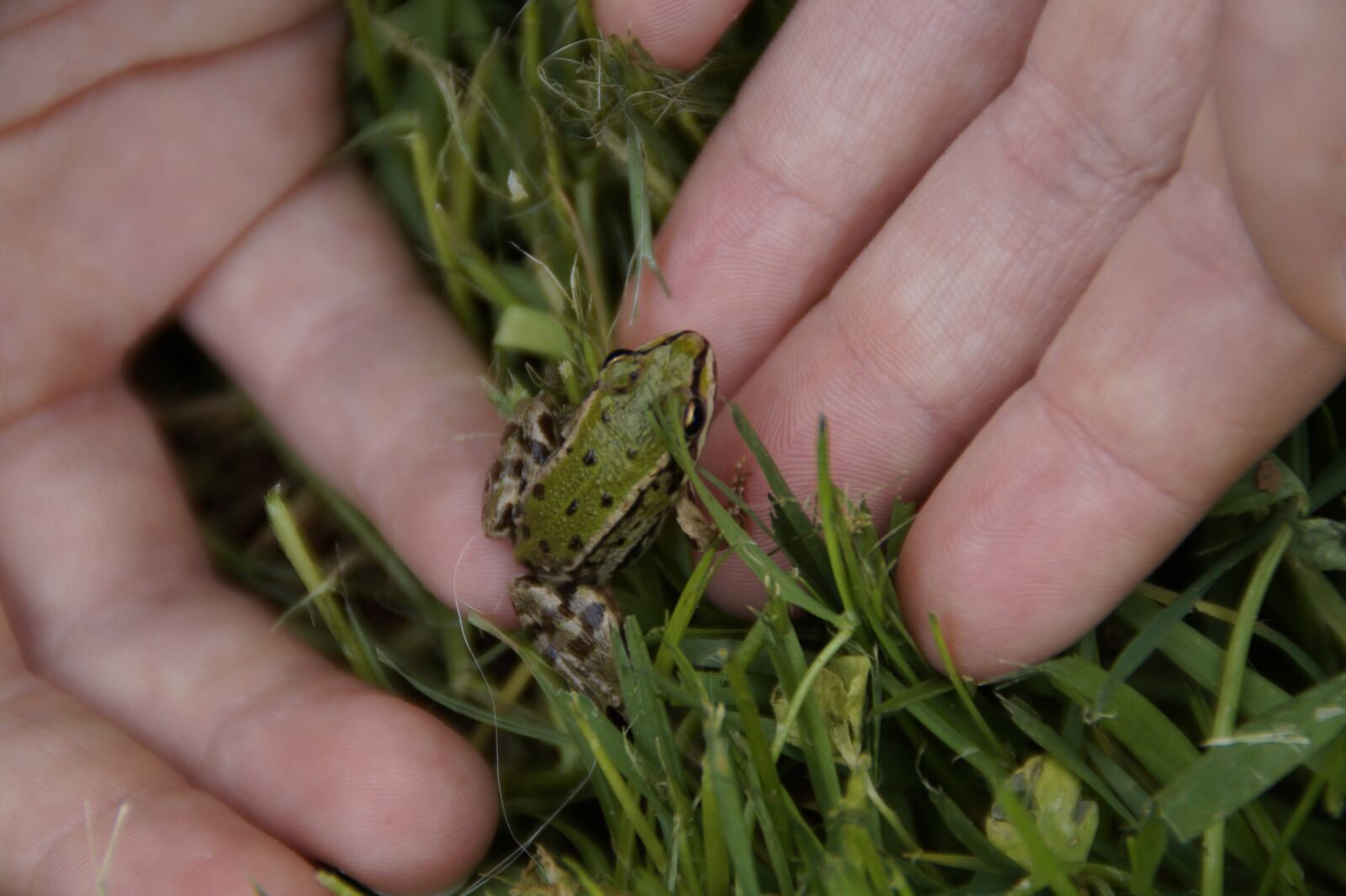 Sony SLT-A58 sample photo. Frog, child, small photography
