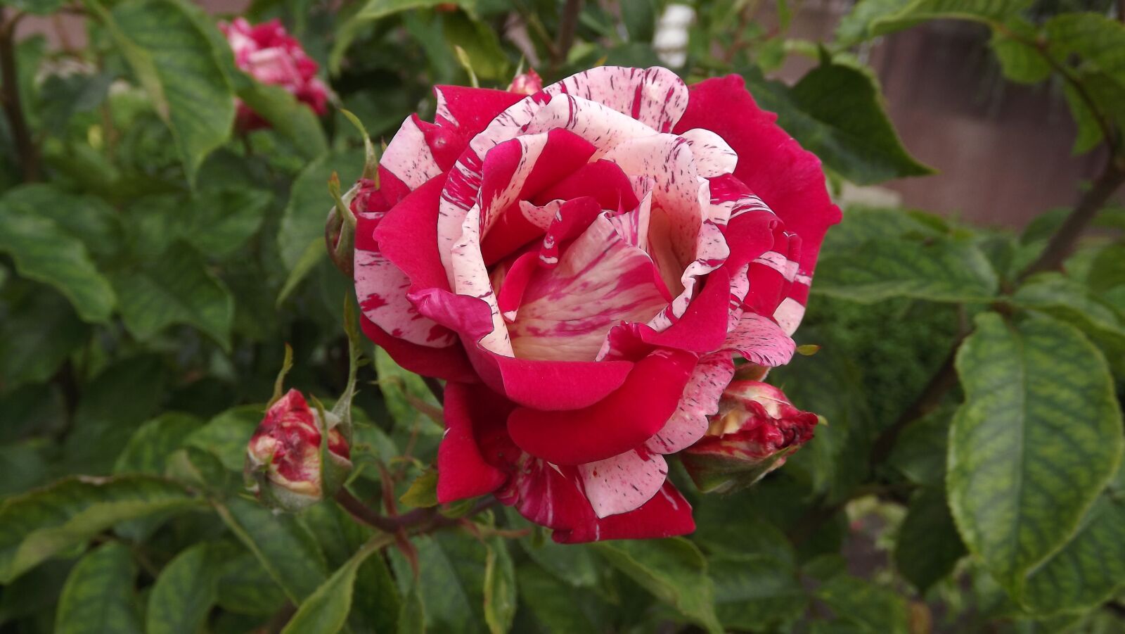 Fujifilm FinePix S3400 sample photo. Flower, rose, two-color photography