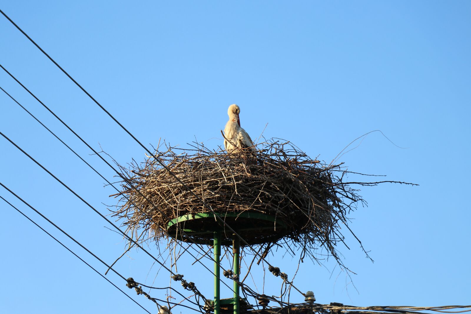 Canon EF-S 18-135mm F3.5-5.6 IS USM sample photo. Stalk, bird, sky photography