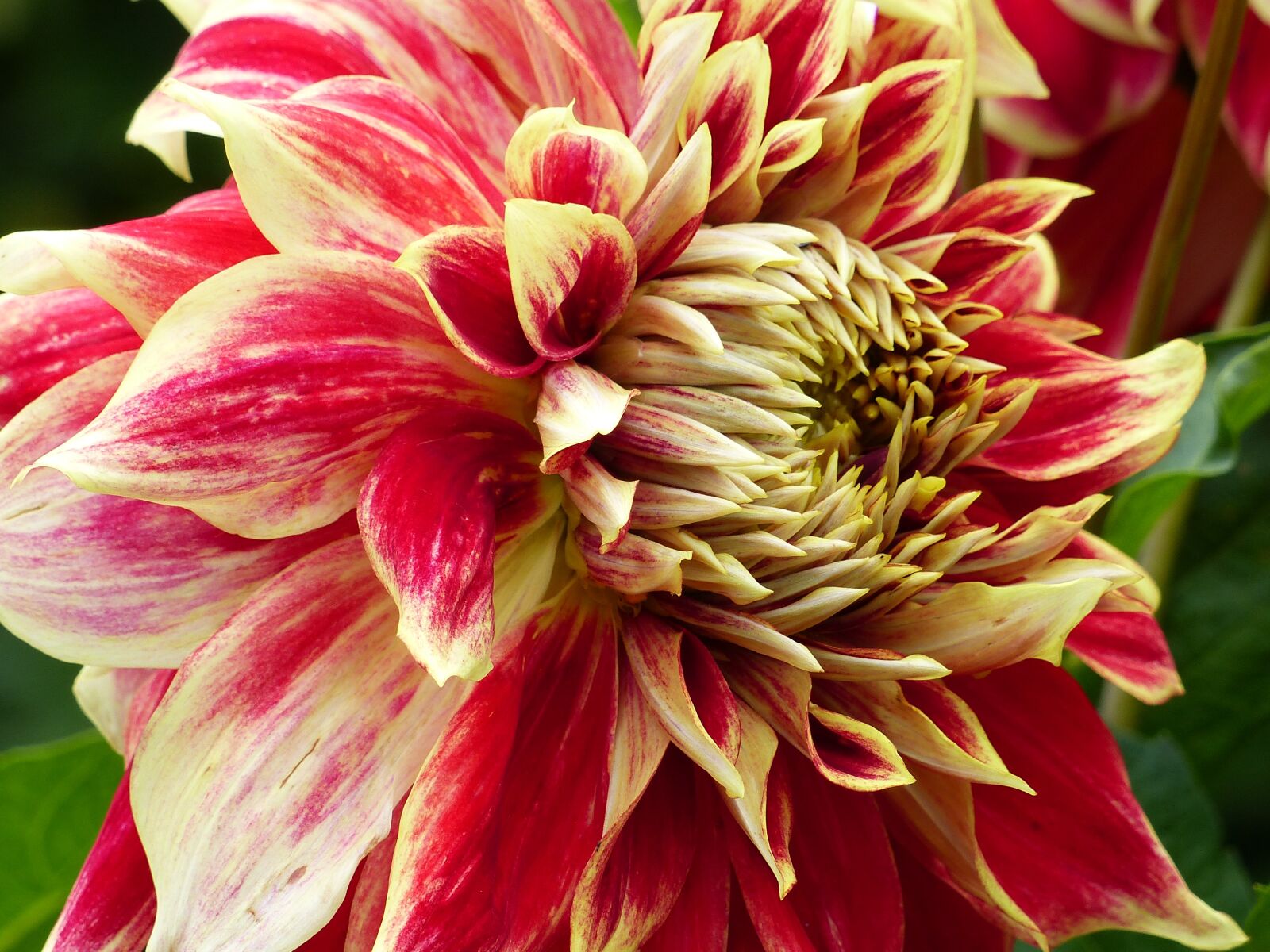 Panasonic Lumix DMC-FZ200 sample photo. Dahlia, colors, closeup photography