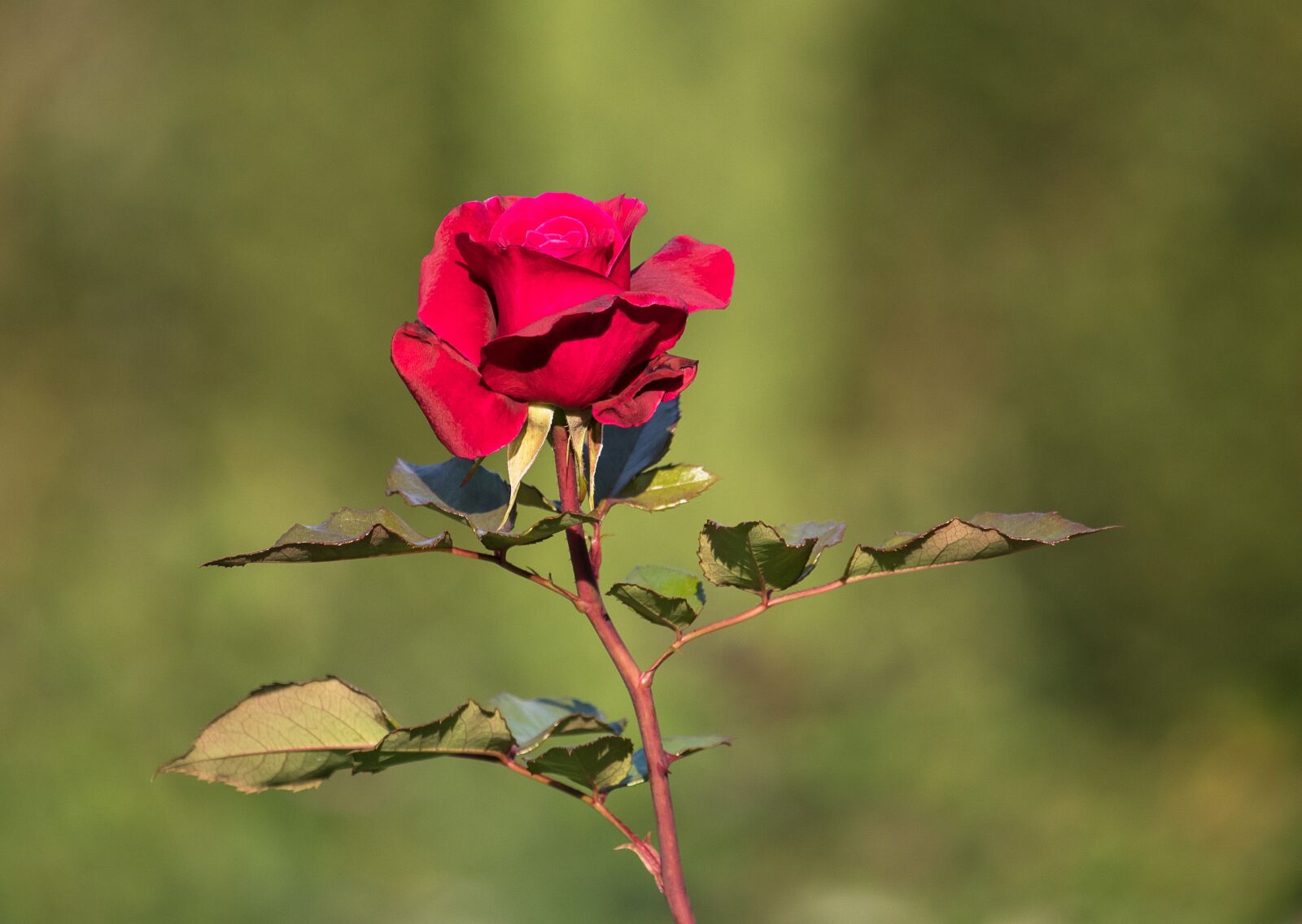 Canon EF-S 55-250mm F4-5.6 IS STM sample photo. Rose, blossom, bloom photography