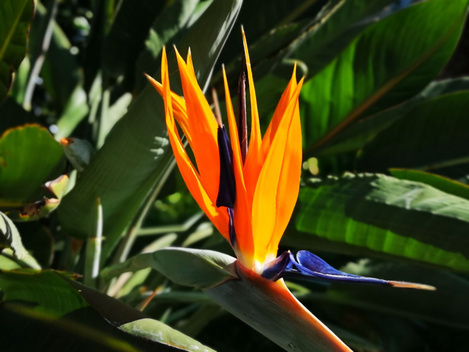 HUAWEI CLT-L29 sample photo. Flower, orange, green photography