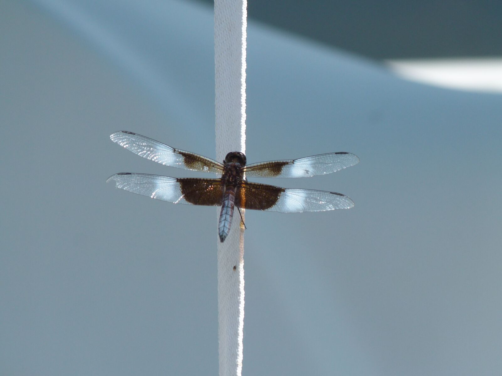 Panasonic Lumix DMC-FZ100 sample photo. Insect, dragonfly, water bug photography