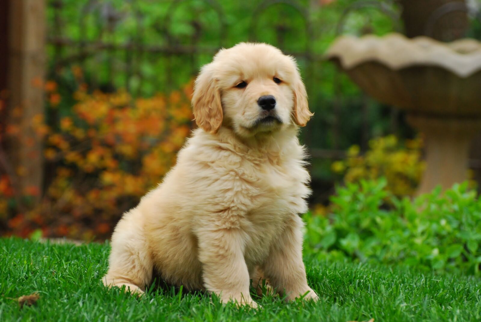 Nikon D80 sample photo. Golden retriever, puppy, canine photography