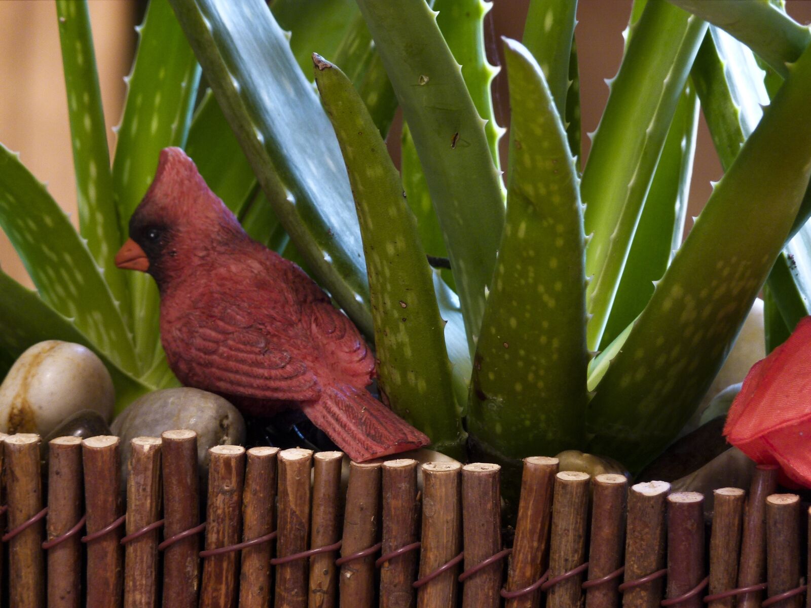 Panasonic Lumix DMC-FZ100 sample photo. Cactus, plant, birds photography